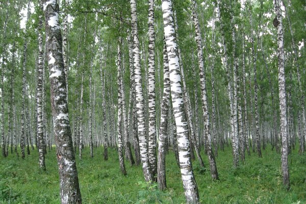 Picturesque morning birch grove