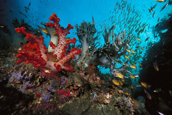 Beautiful seabed landscape