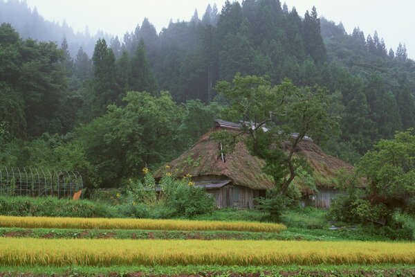 Casa giapponese nel bosco