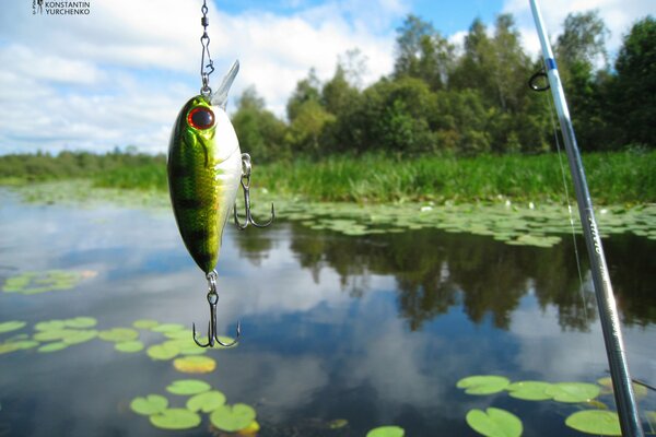 Pesca en el lago con nenúfares y caña de pescar