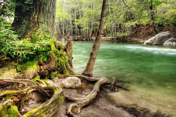 Fiume della foresta con una bella riva