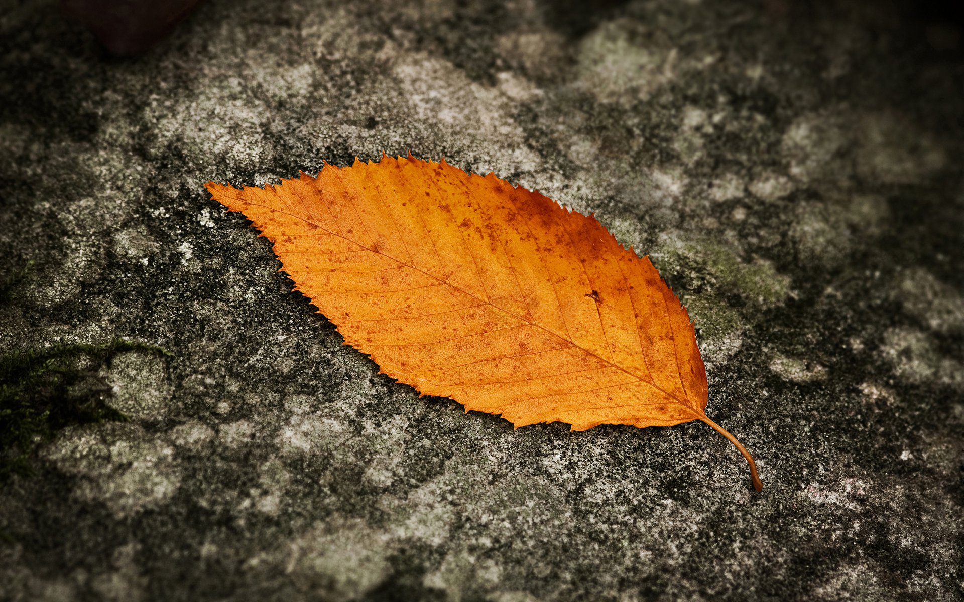 foglia autunno