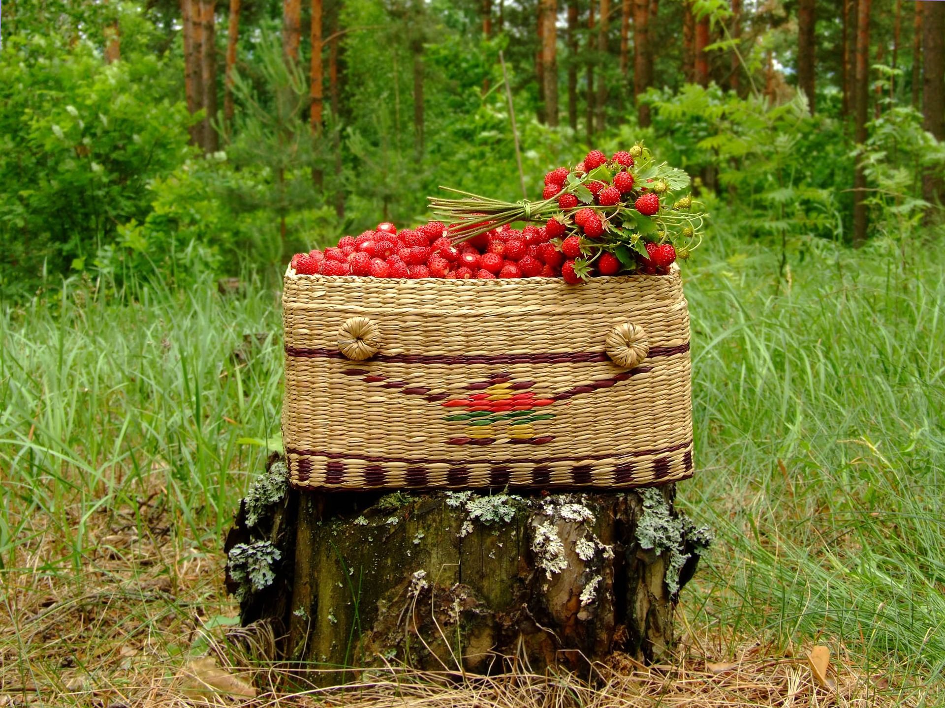 земляника корзина пень