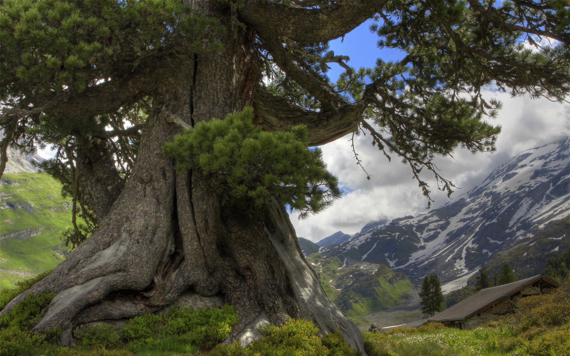 albero montagne nuvole