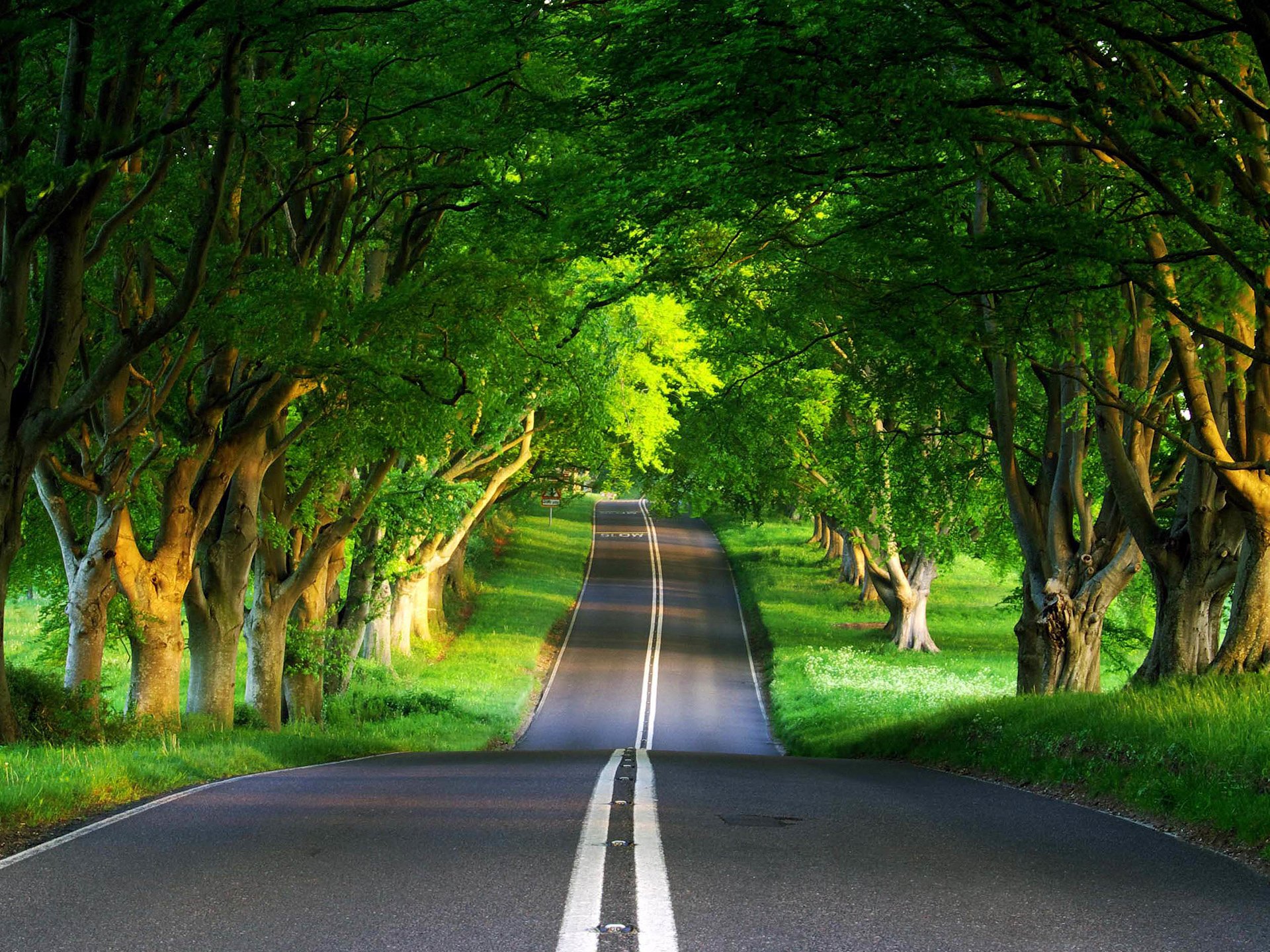 route forêt été