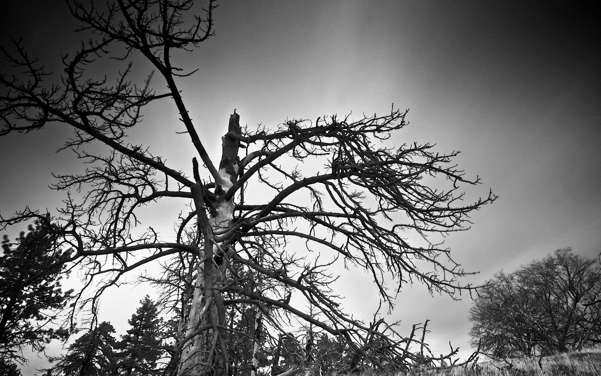 blanco y negro ramas árbol