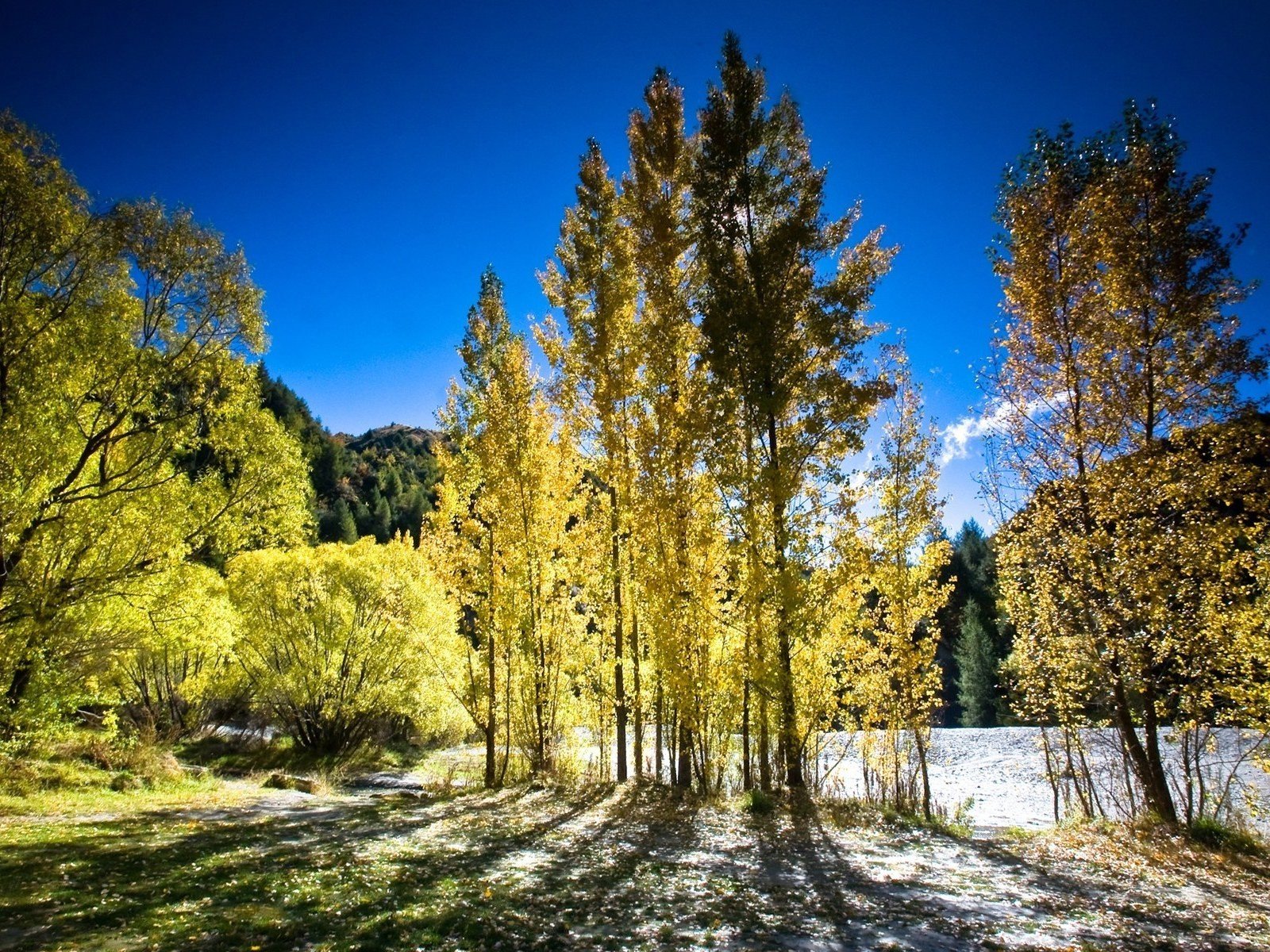 alberi luce autunno