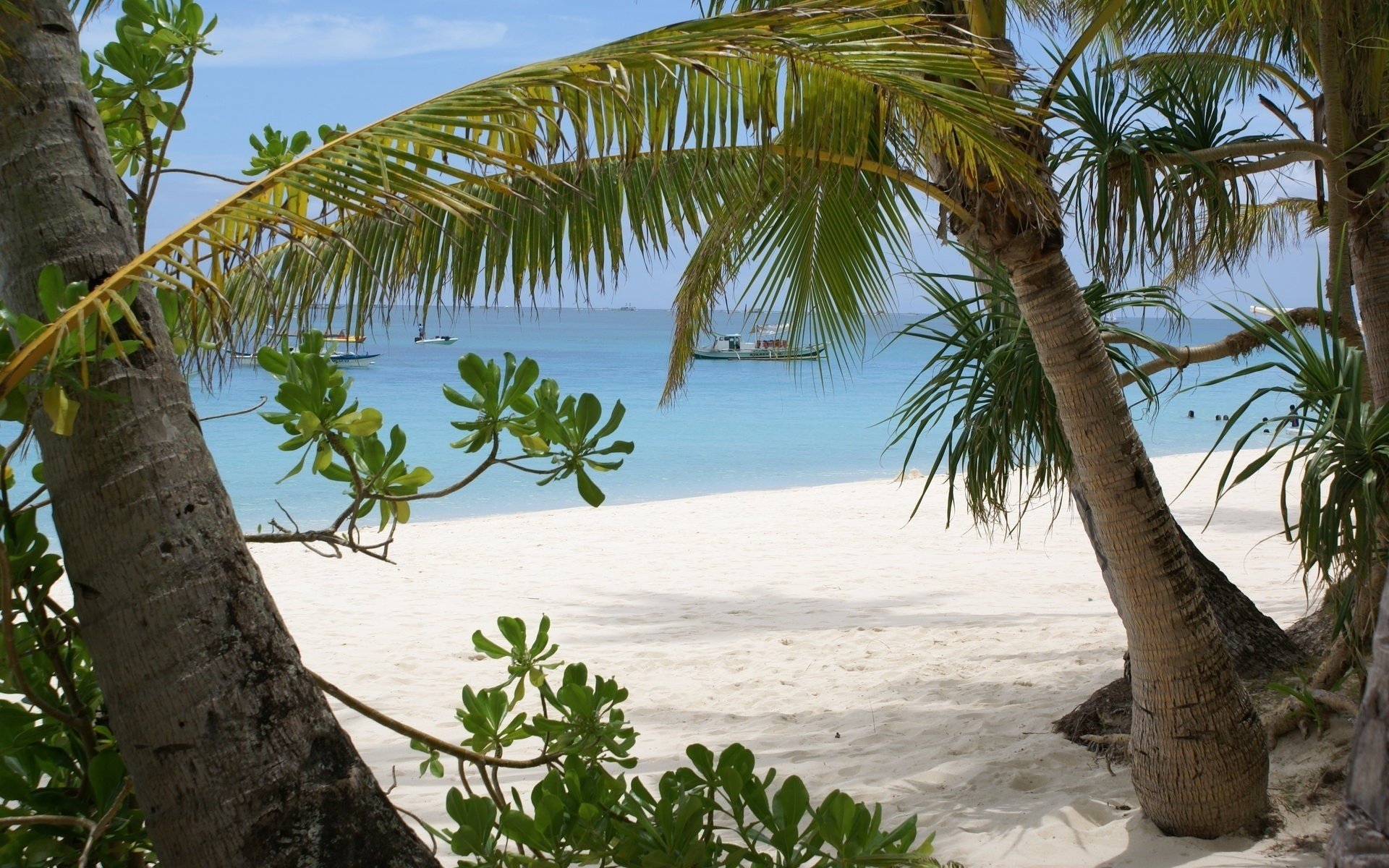 palmiers île sable