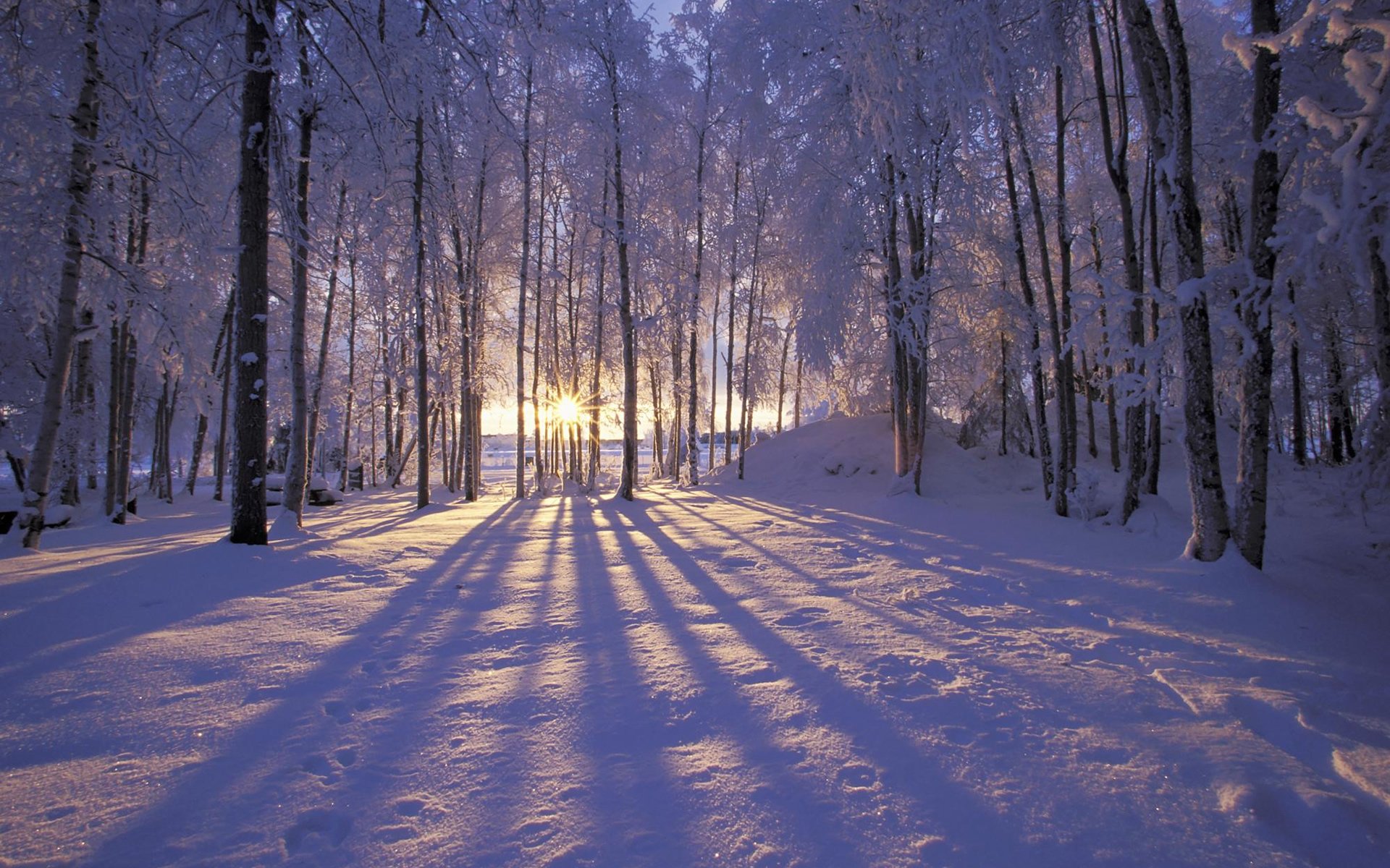 winter forest frost snow trees . rays sun