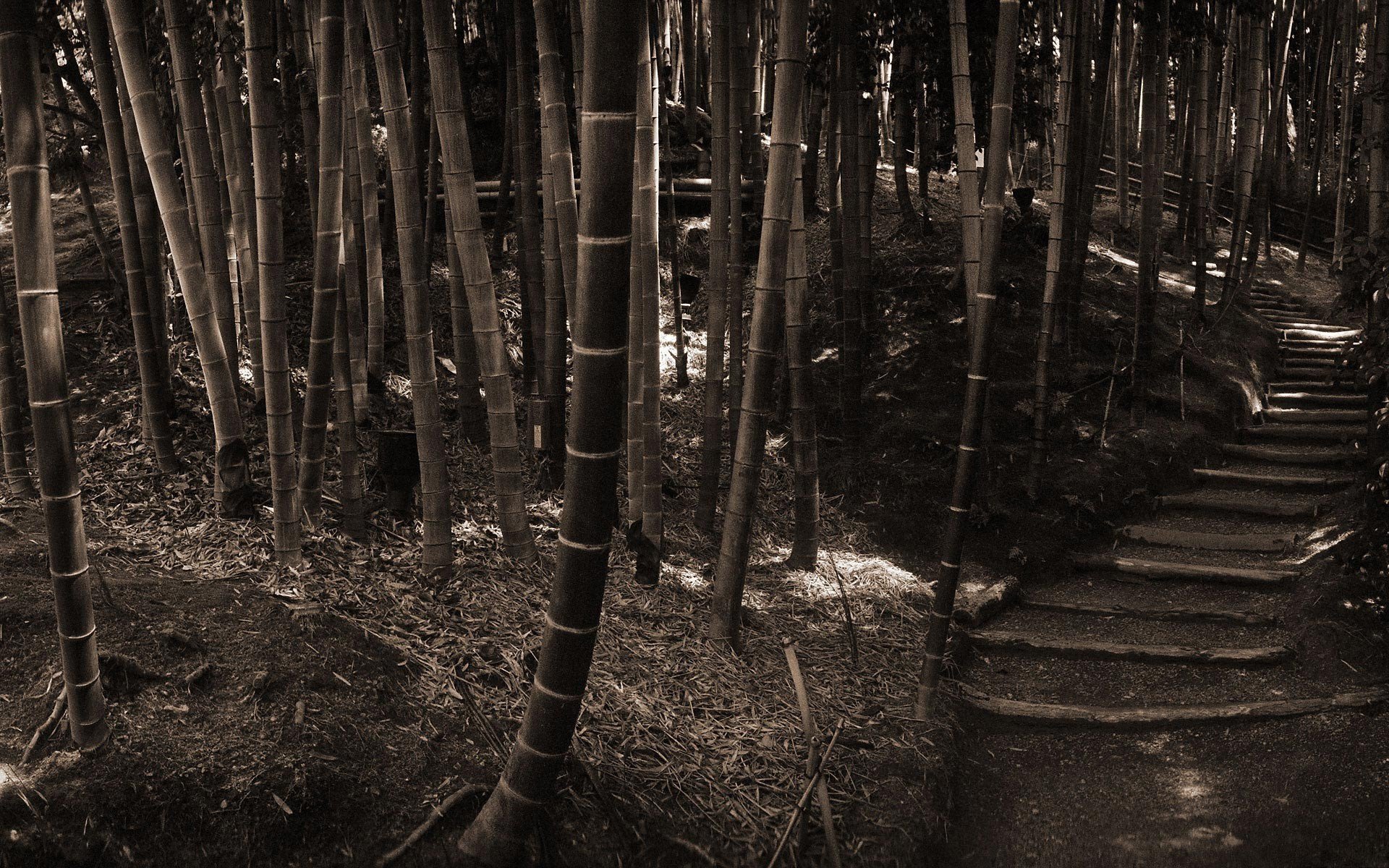 bamboo a step sepia forest