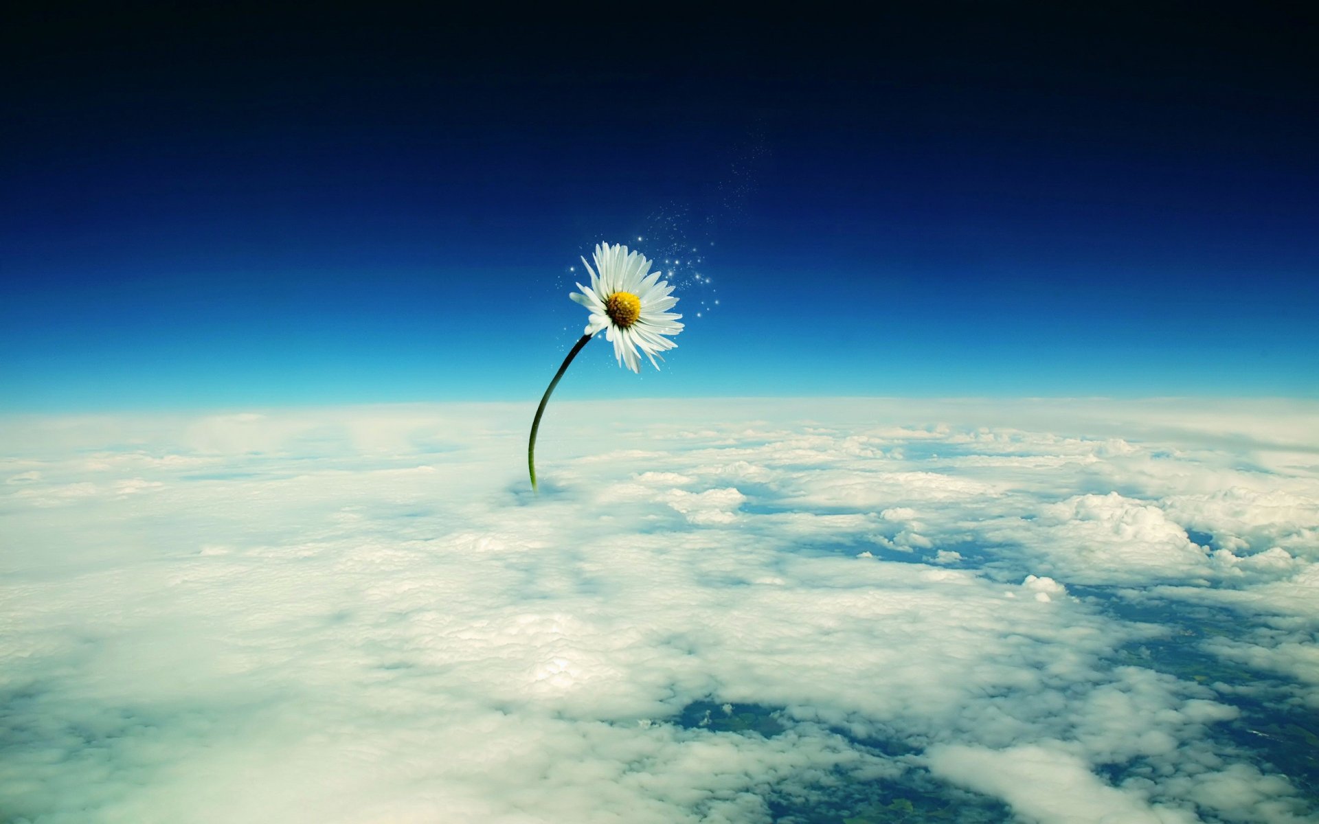 nuages fleur traitement