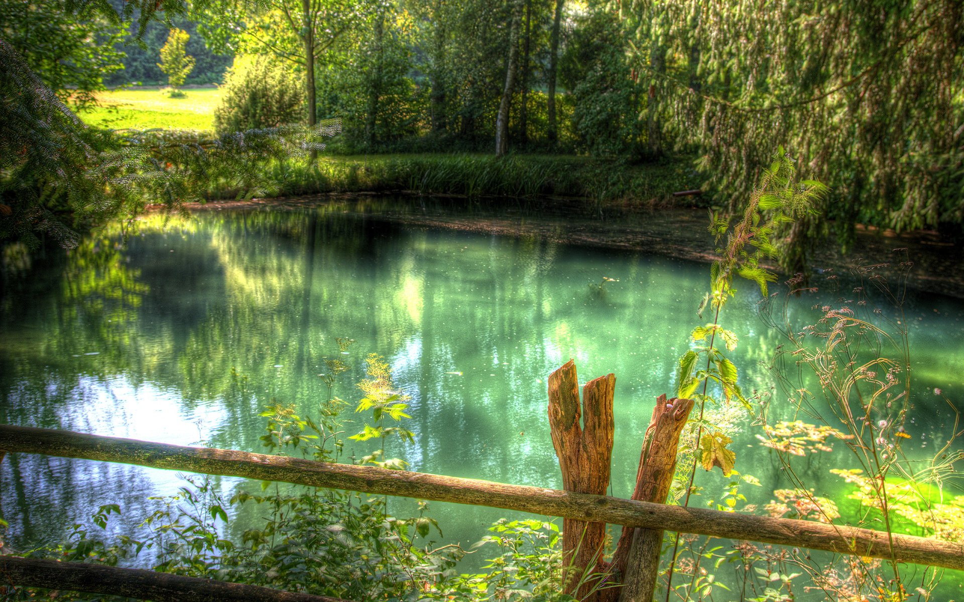 rivière forêt verdure herbe