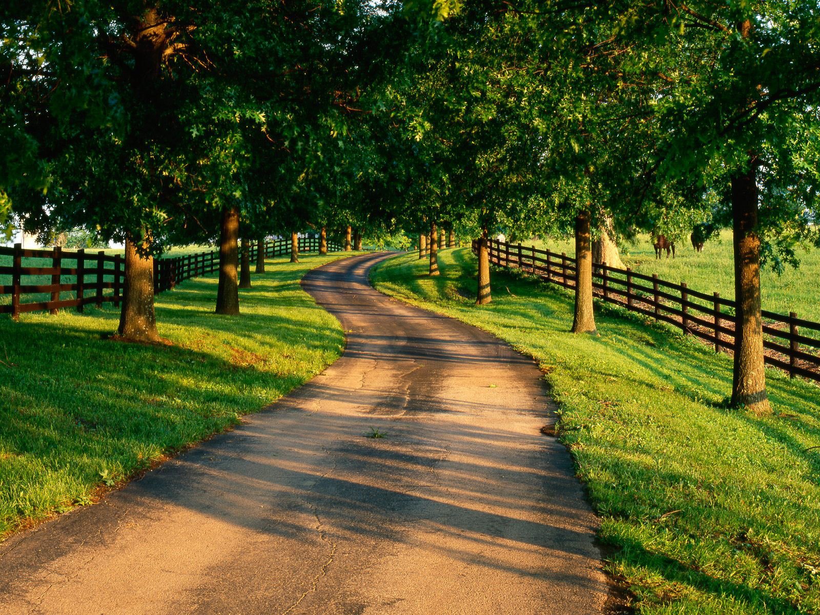 road tree summer