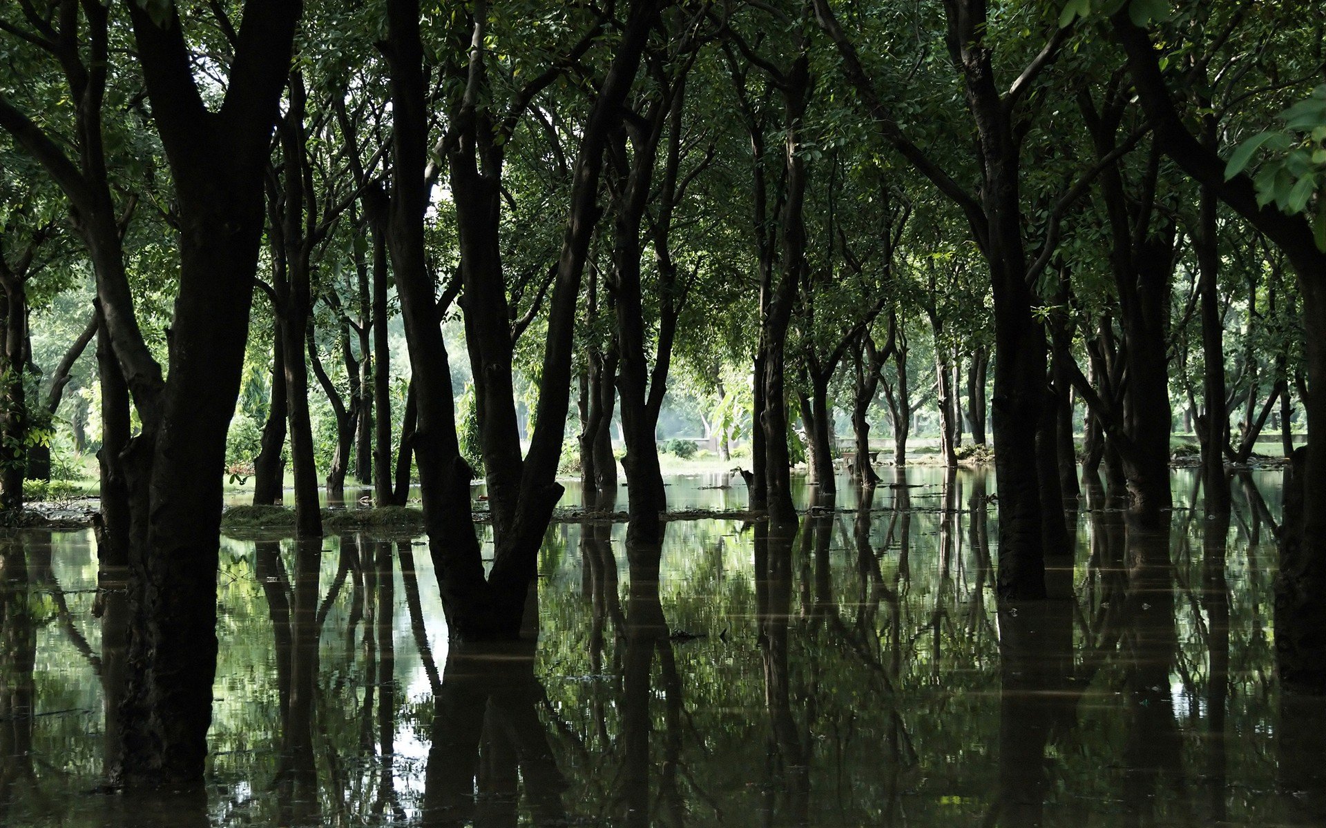 pantano árboles bosque agua