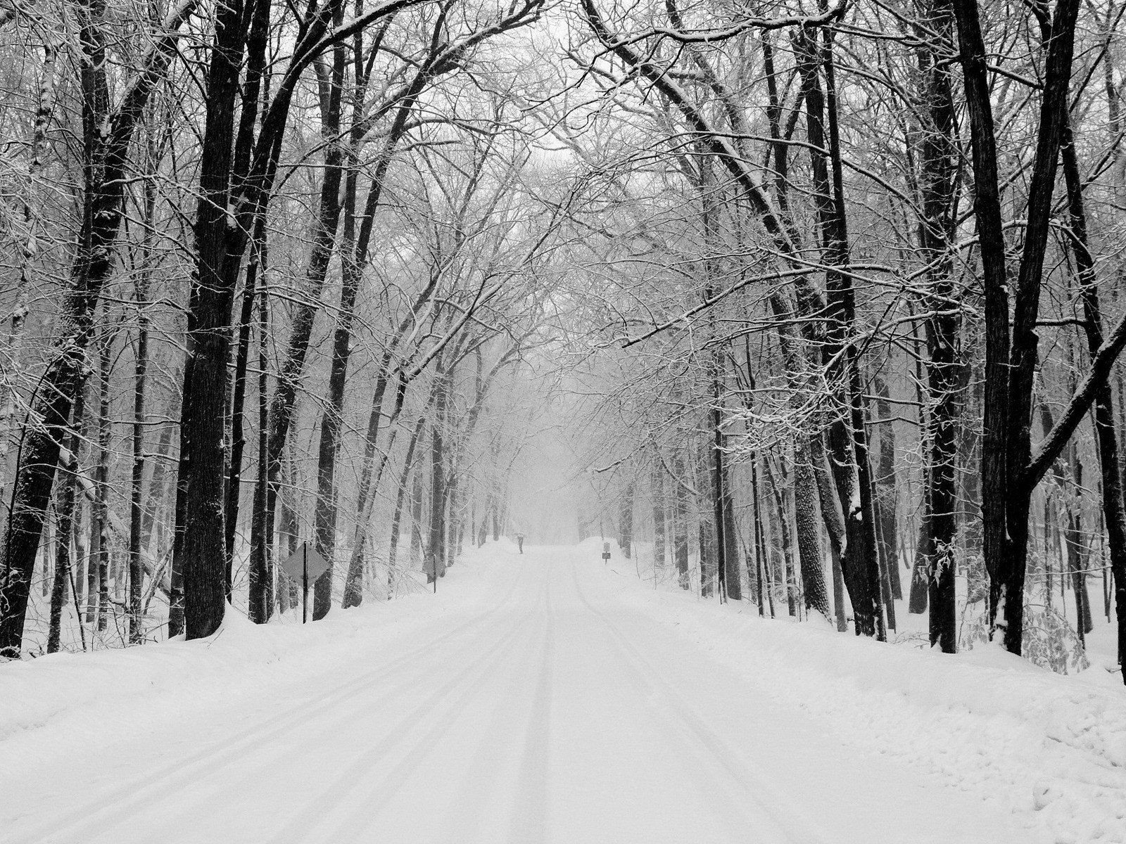 neige route forêt