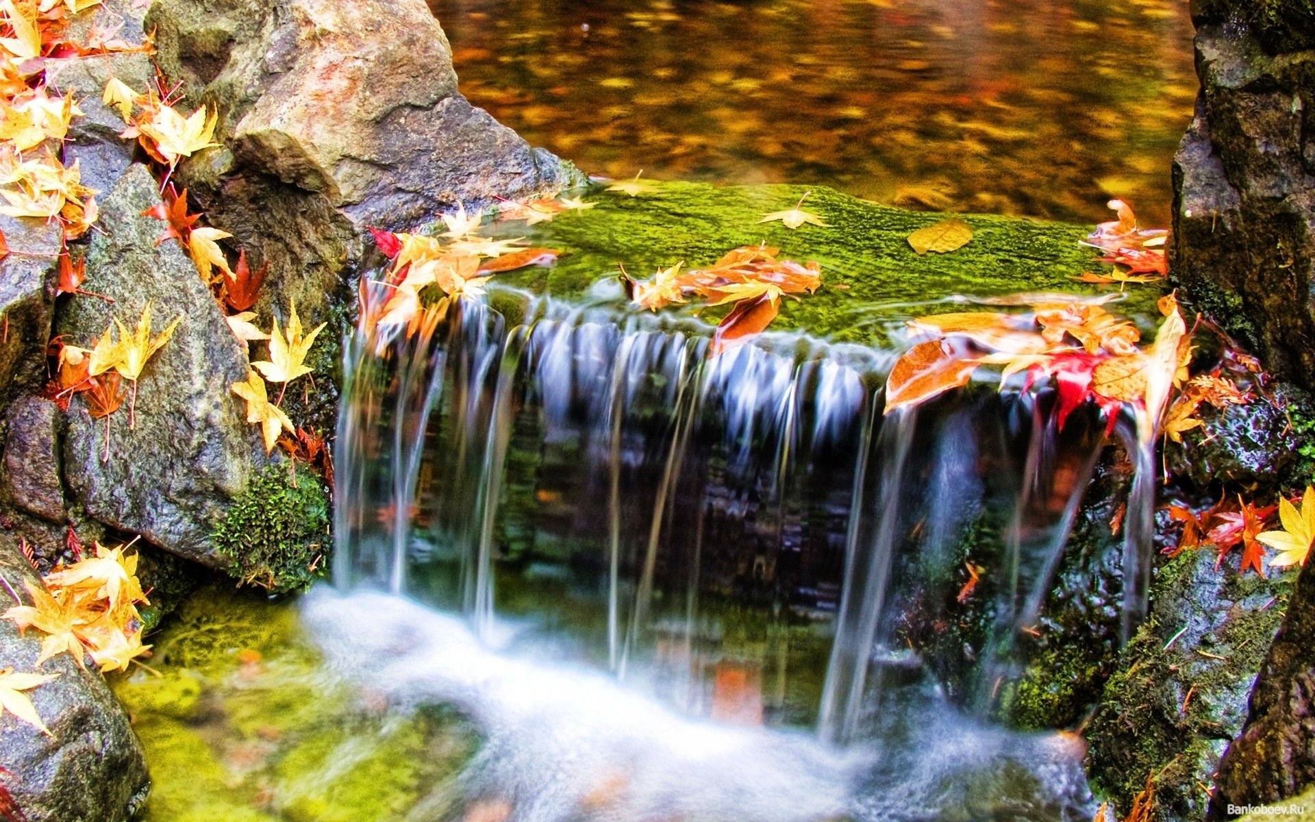 nature feuilles eau