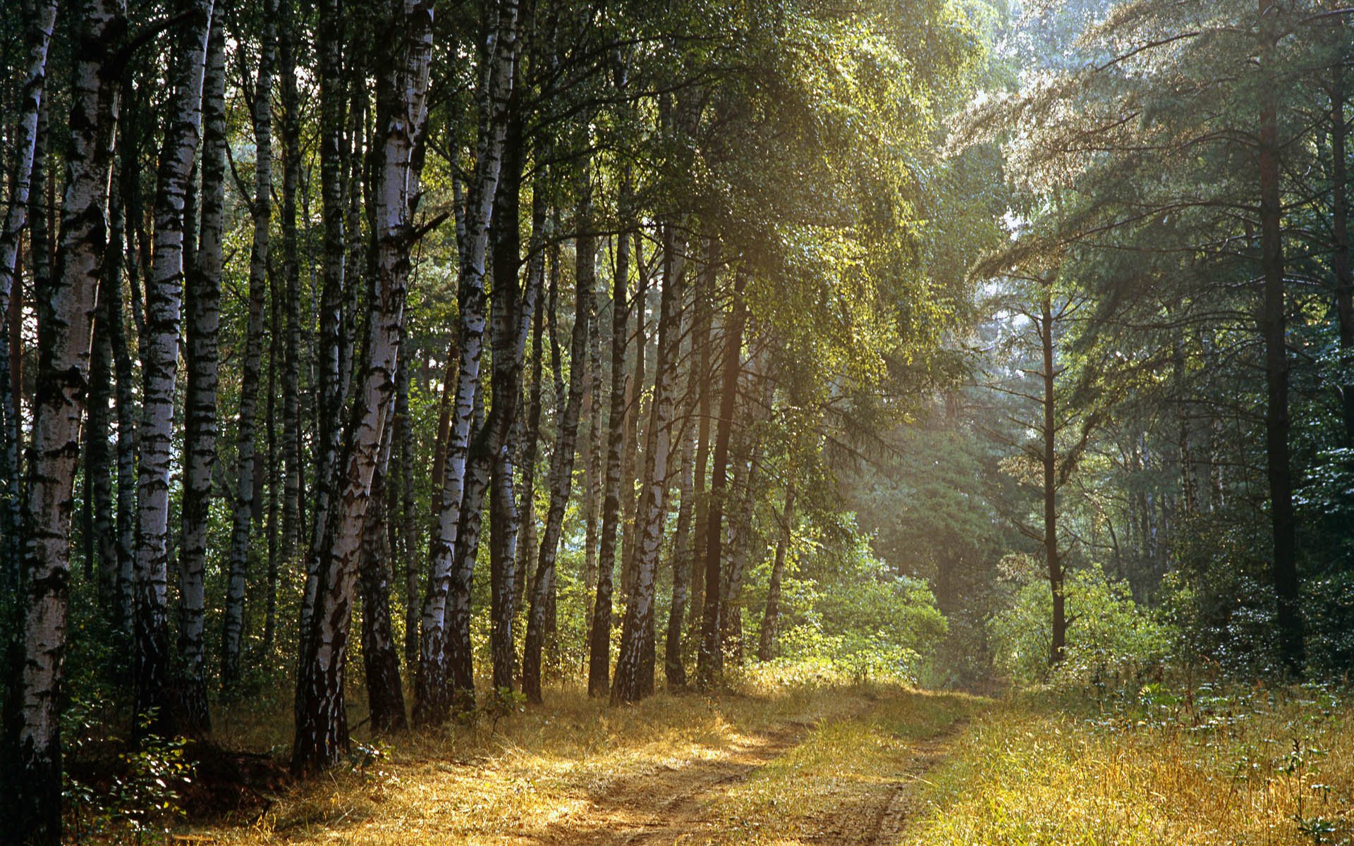 abedules bosque árboles camino rayos