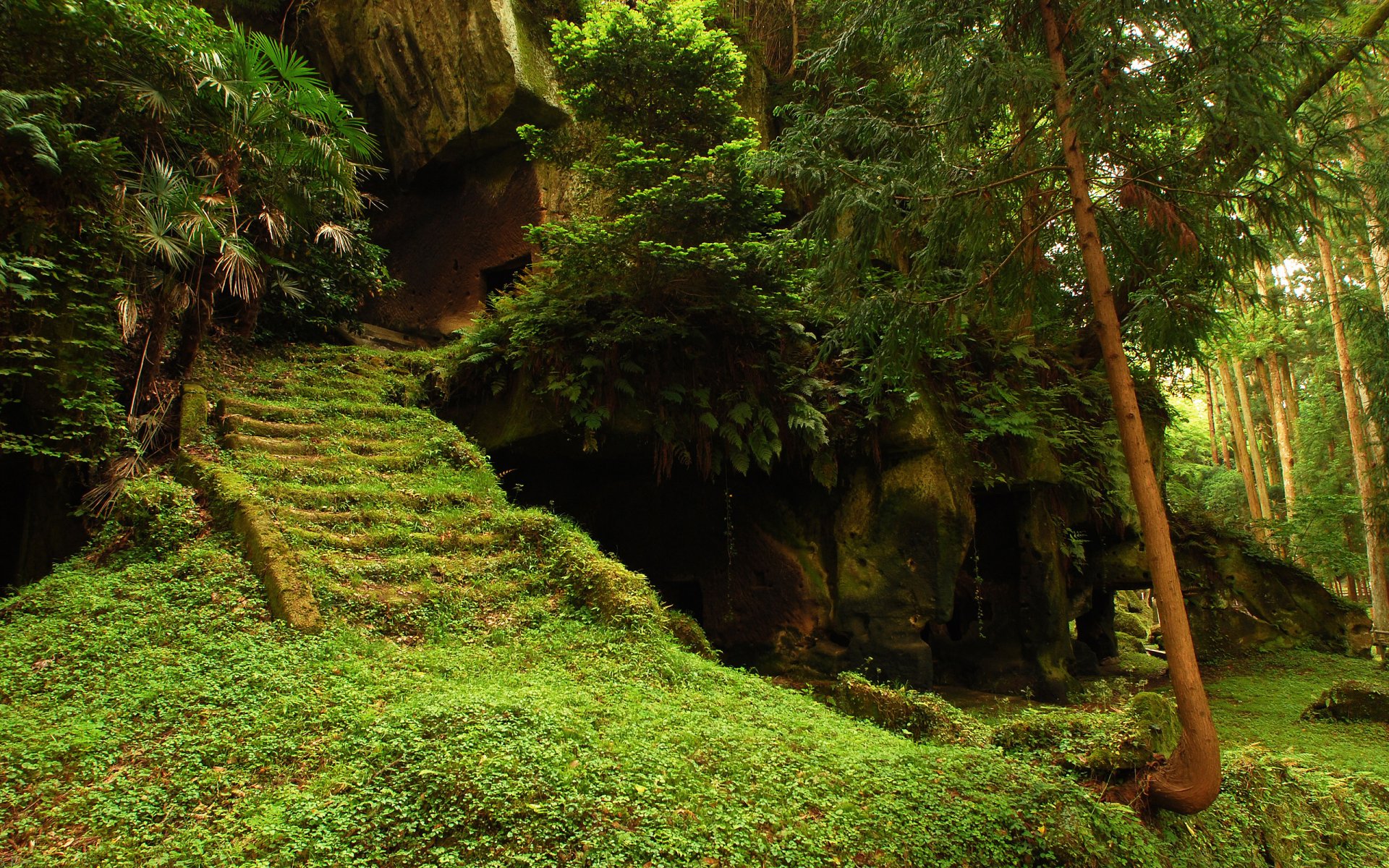 foresta alberi tempio