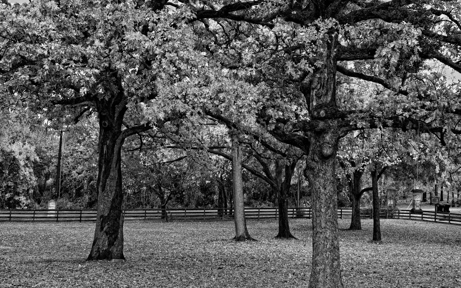 alberi fogliame recinzione rami bianco e nero