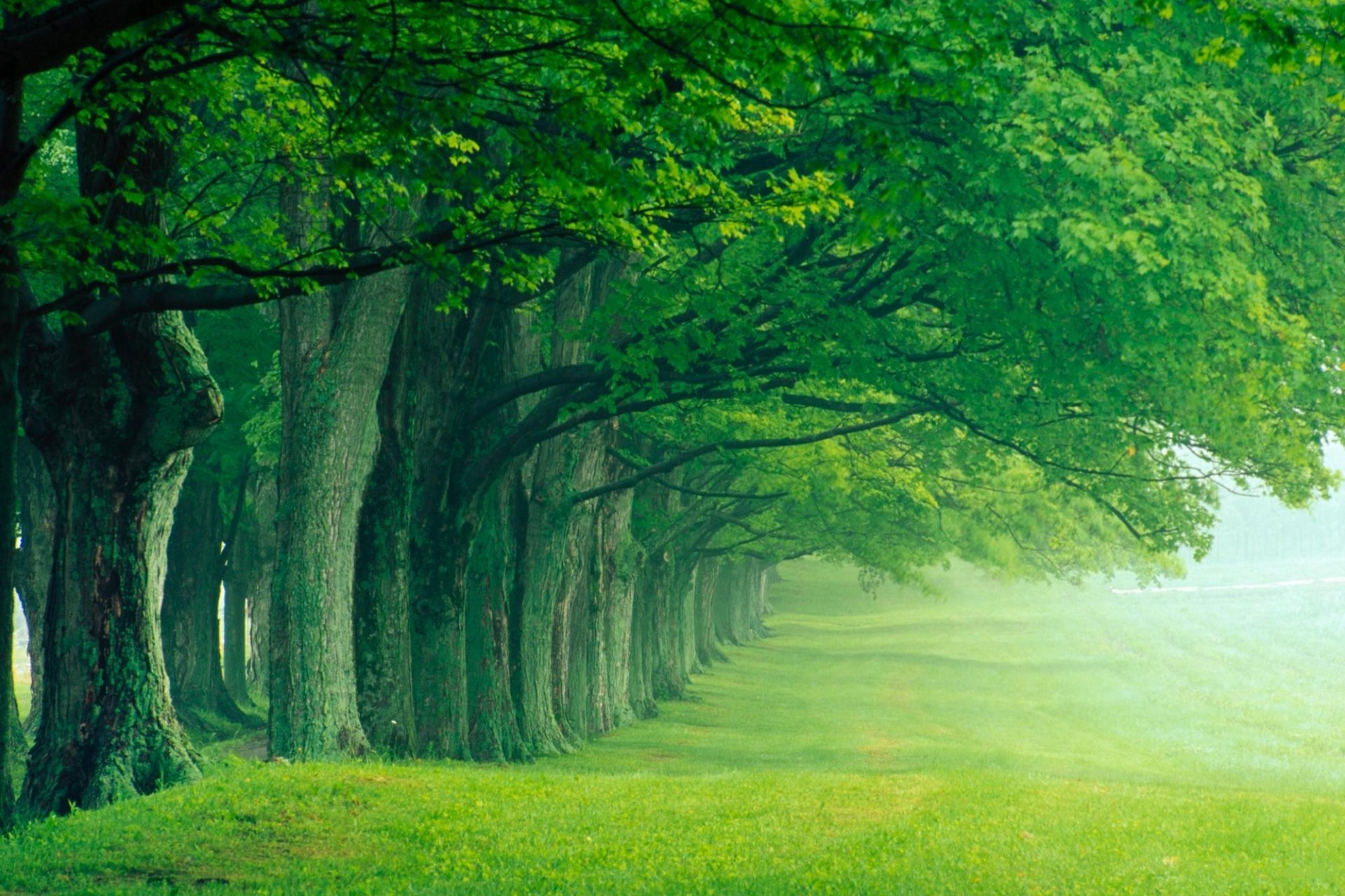 gasse park sommer morgen nebel bäume stille