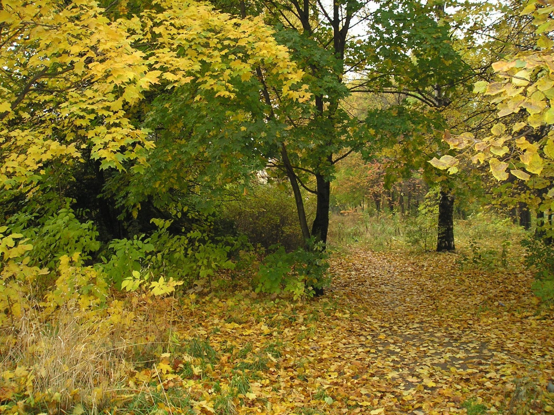 herbst blätter park