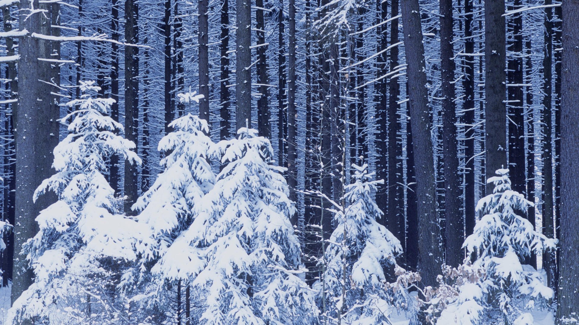 año nuevo bosque nieve invierno