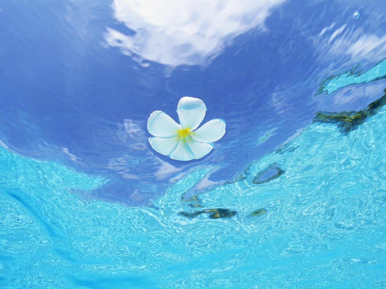 maldives fleur eau