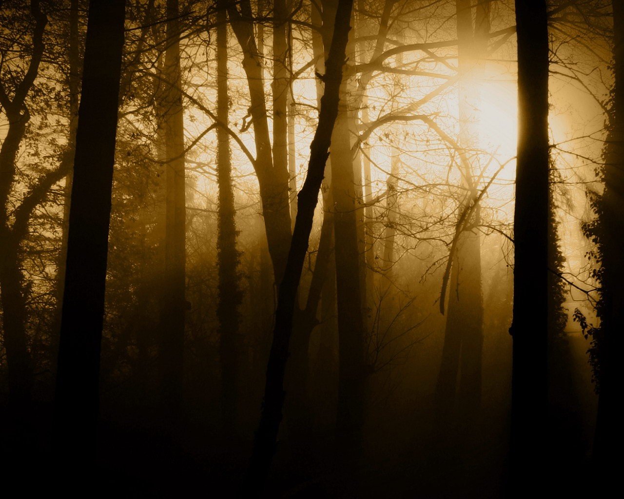 alberi nebbia seppia oscurità