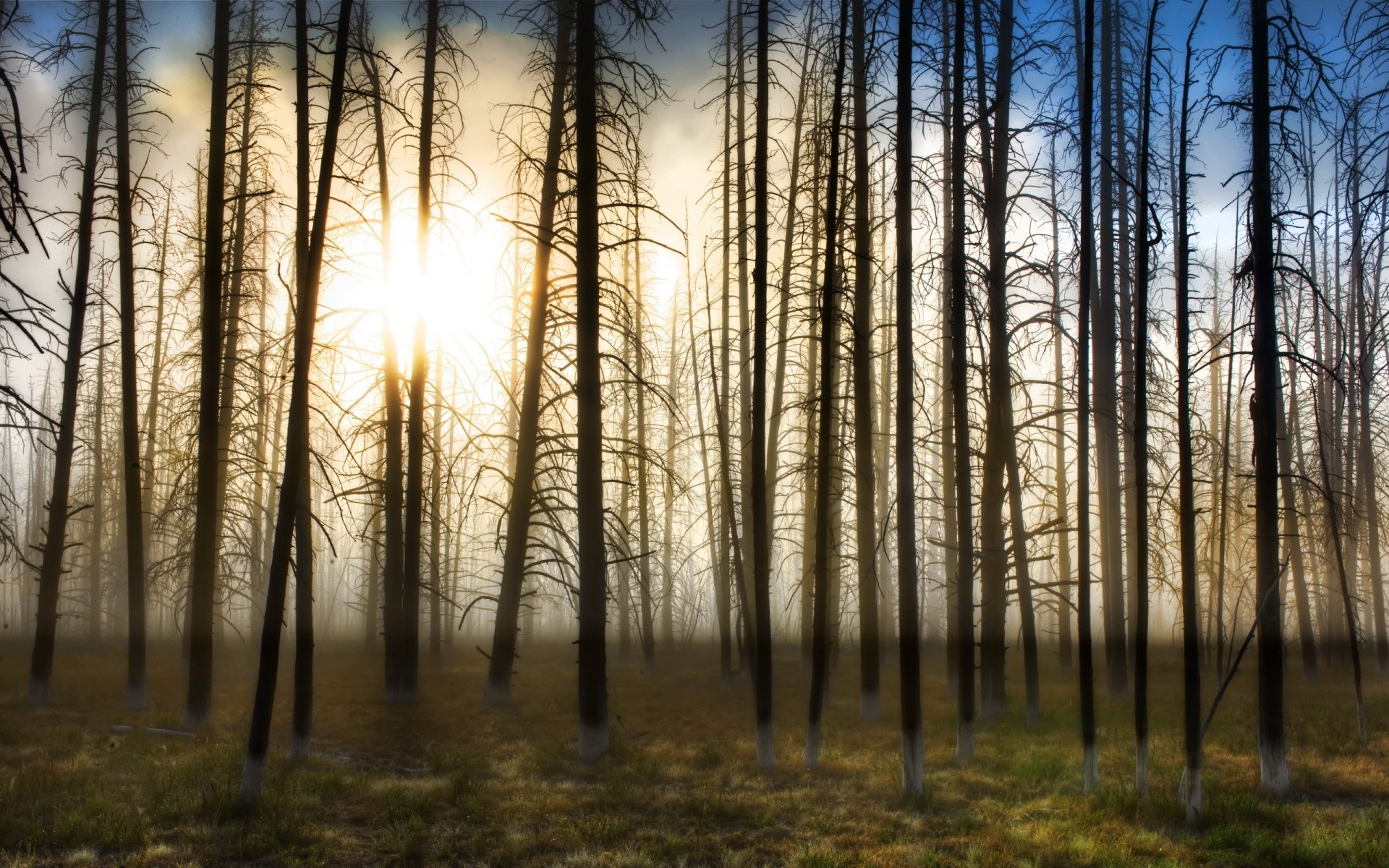 tree sun fog