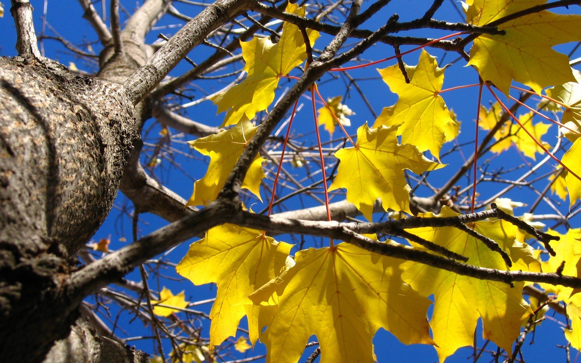 herbst baum gelbe blätter