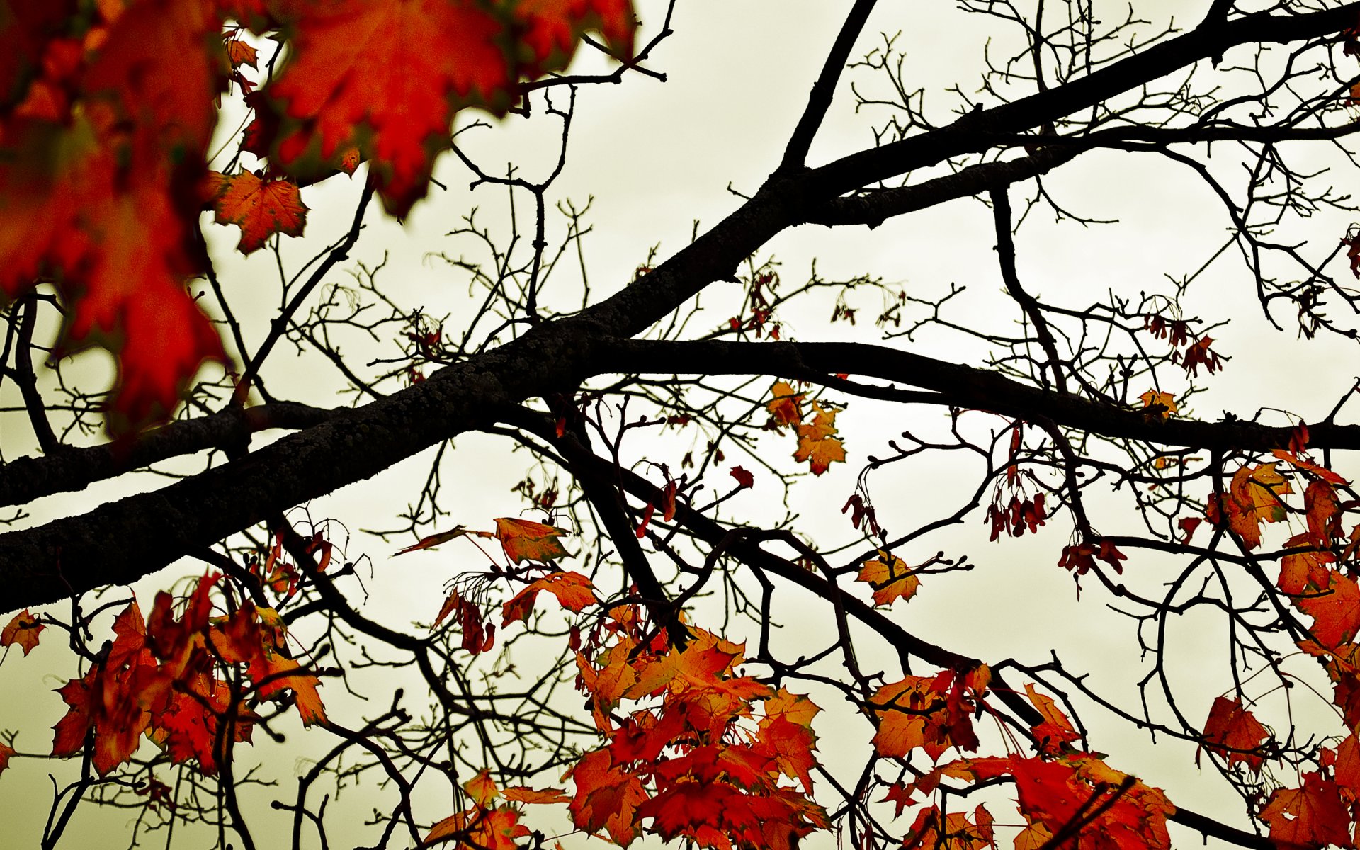 blätter herbst orange himmel bäume