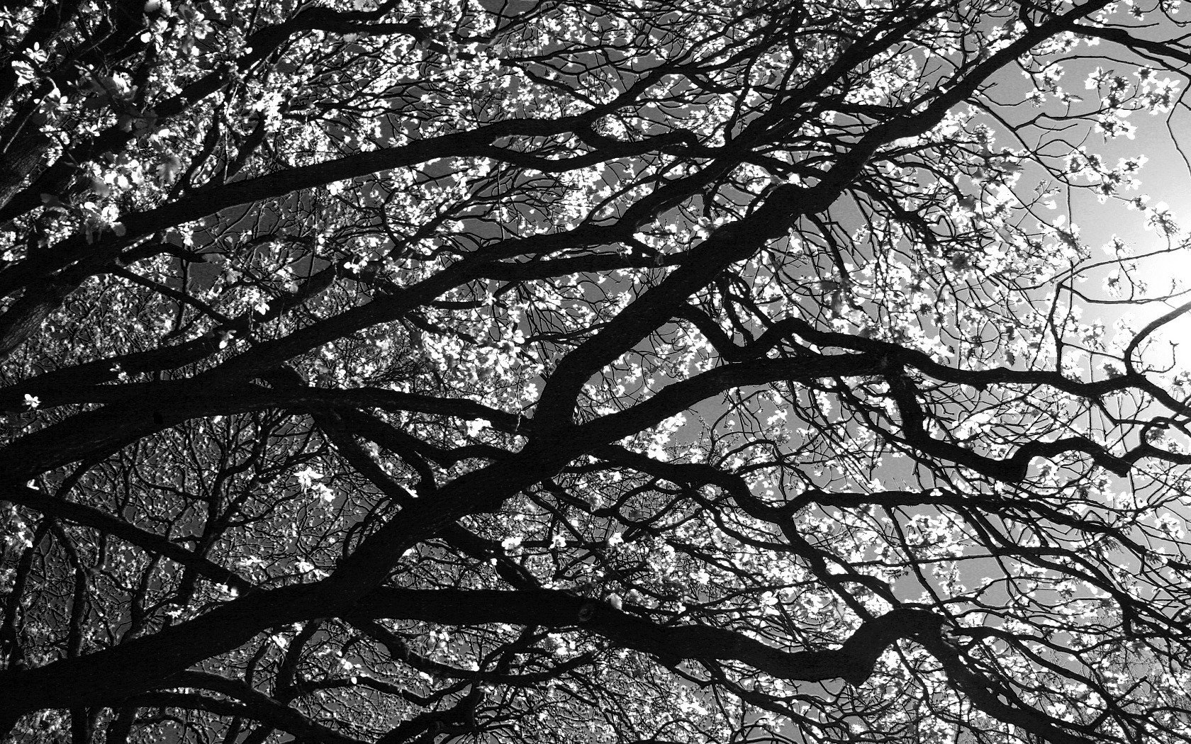 black and white branches tree