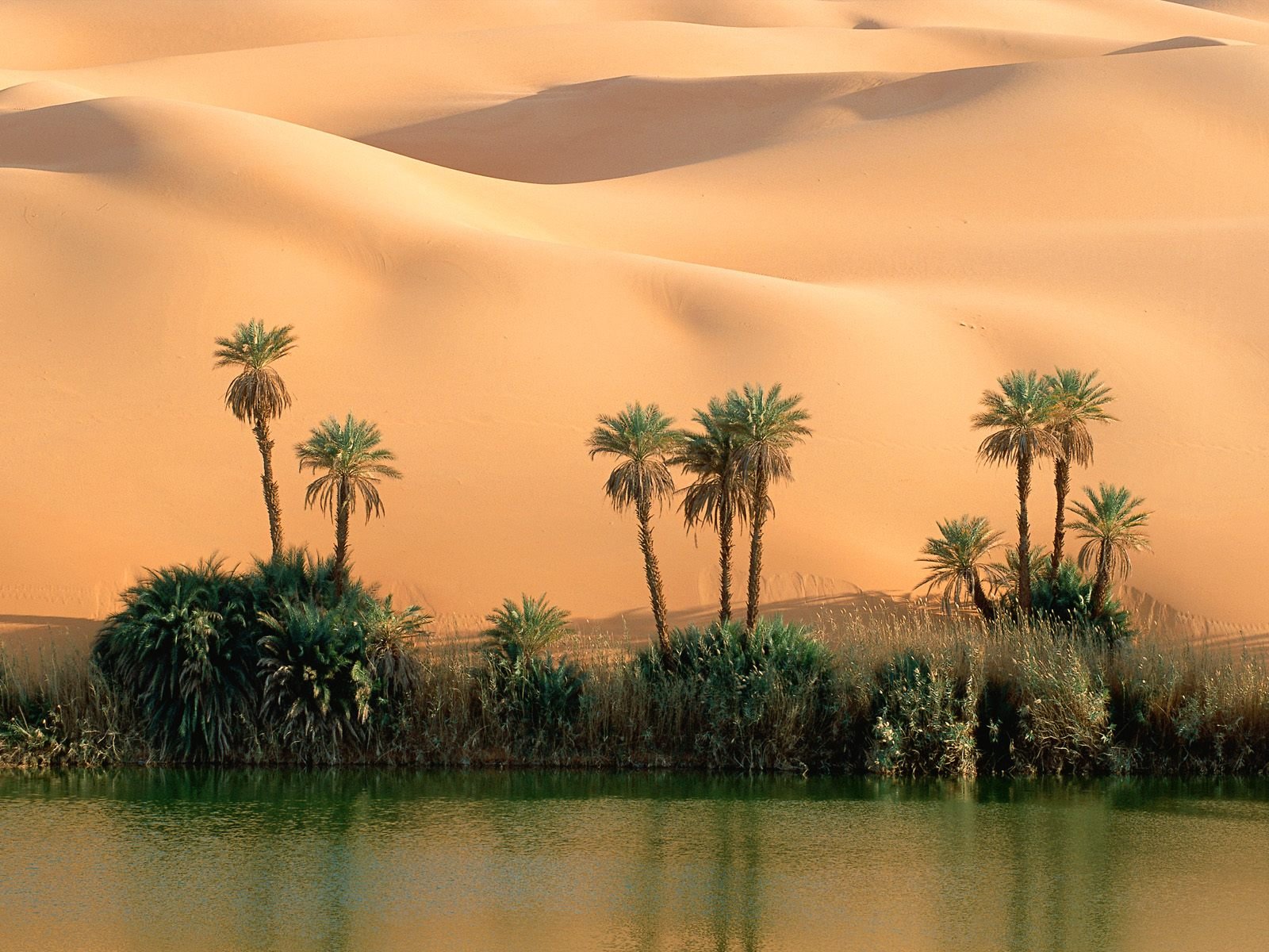 wüste sand palmen wasser