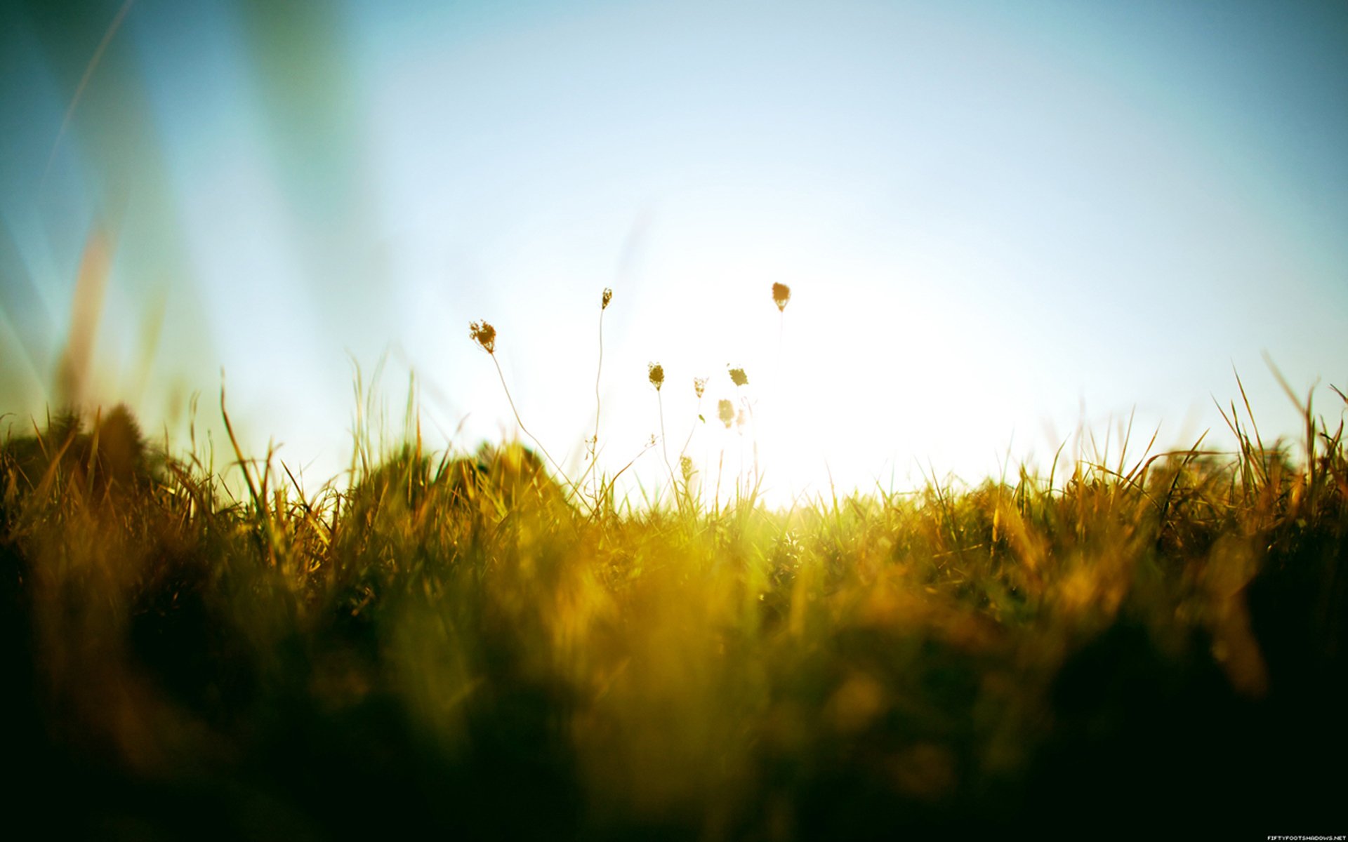 été chaleur soleil verdure herbe ciel