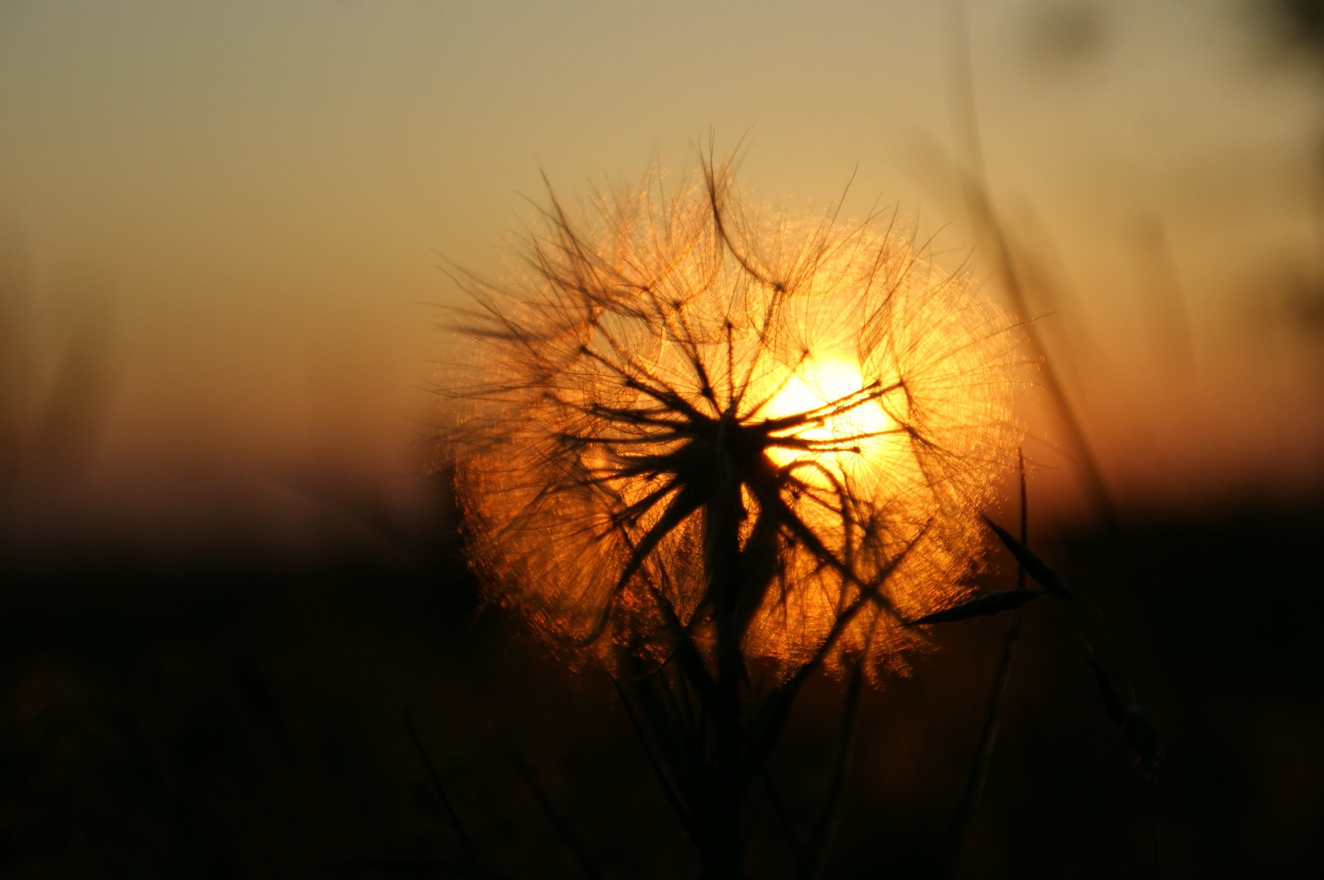 diente de león sol puesta de sol