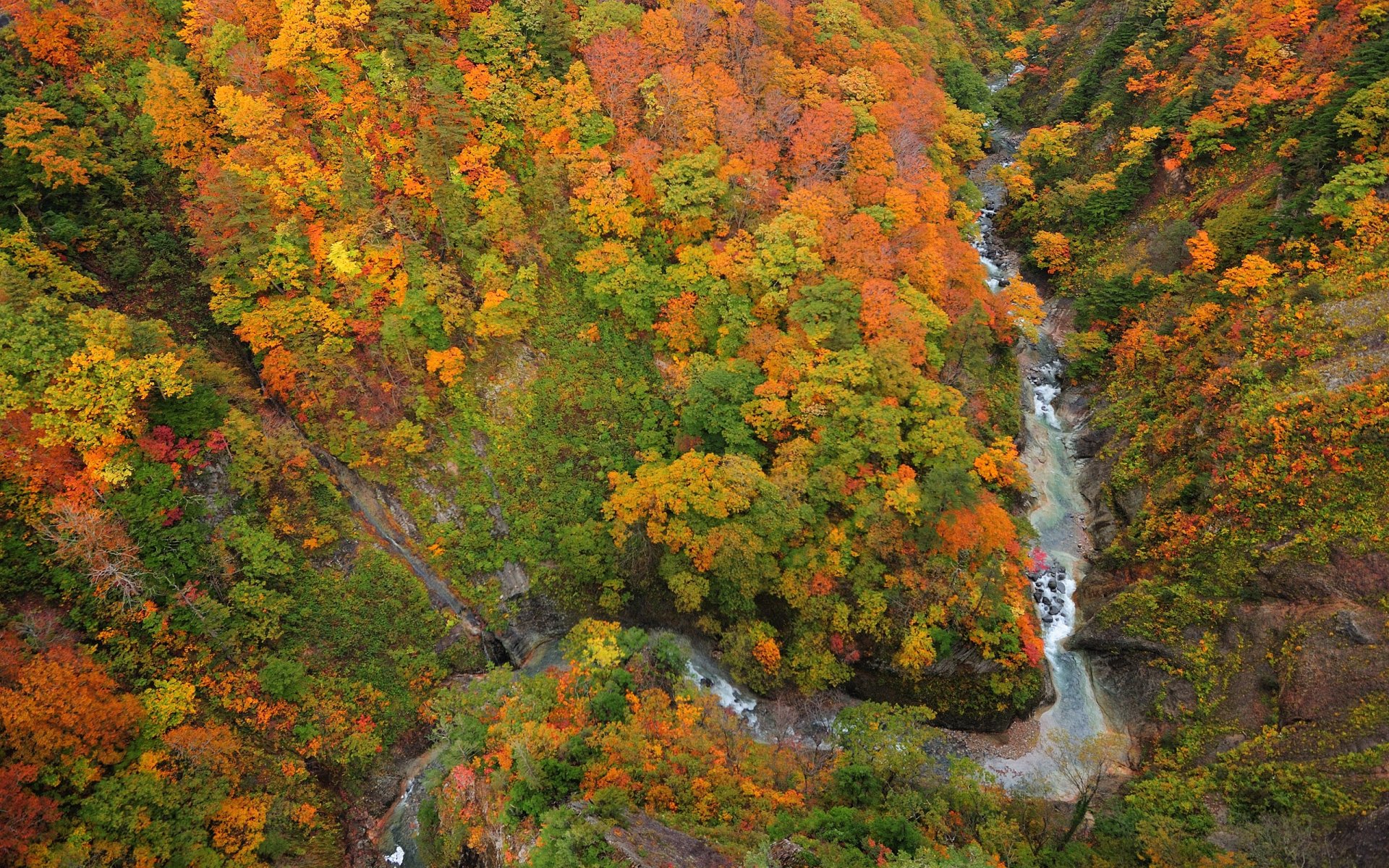 wald fluss schlucht von oben