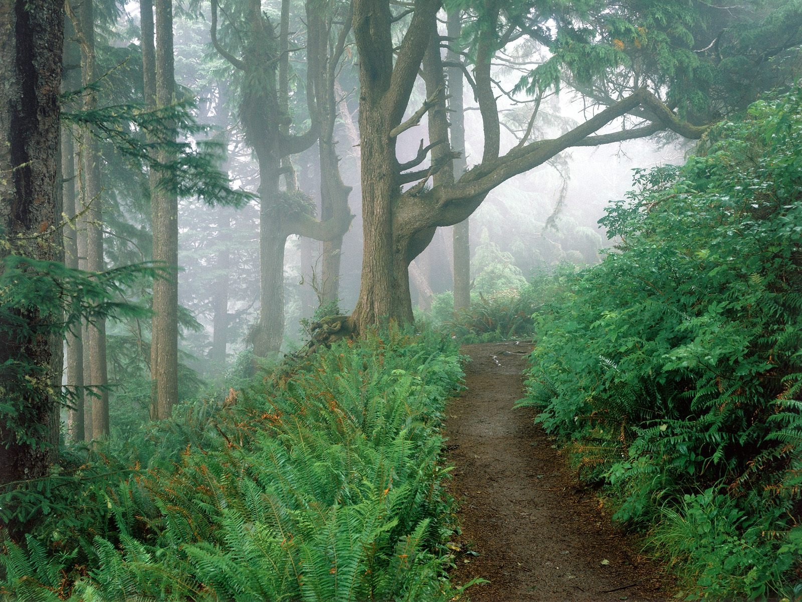 forest trail fern fog