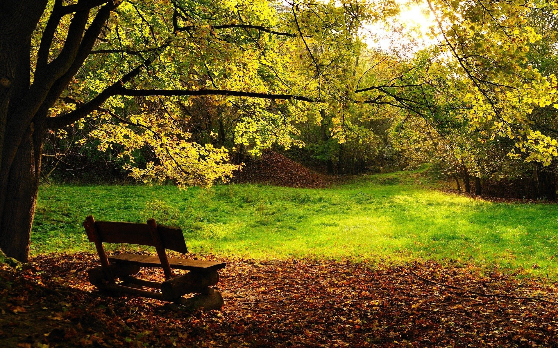 autumn tree bench foliage