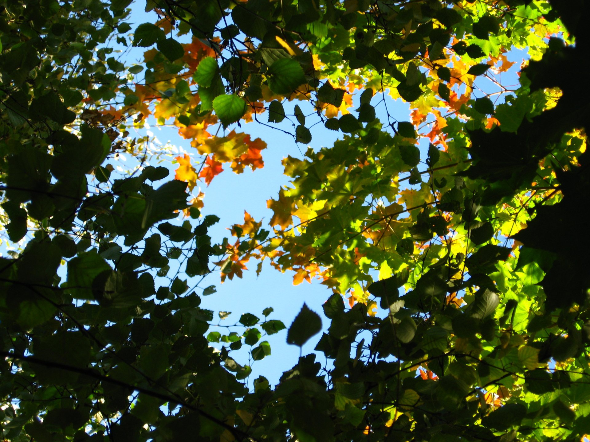 ciel feuilles branches