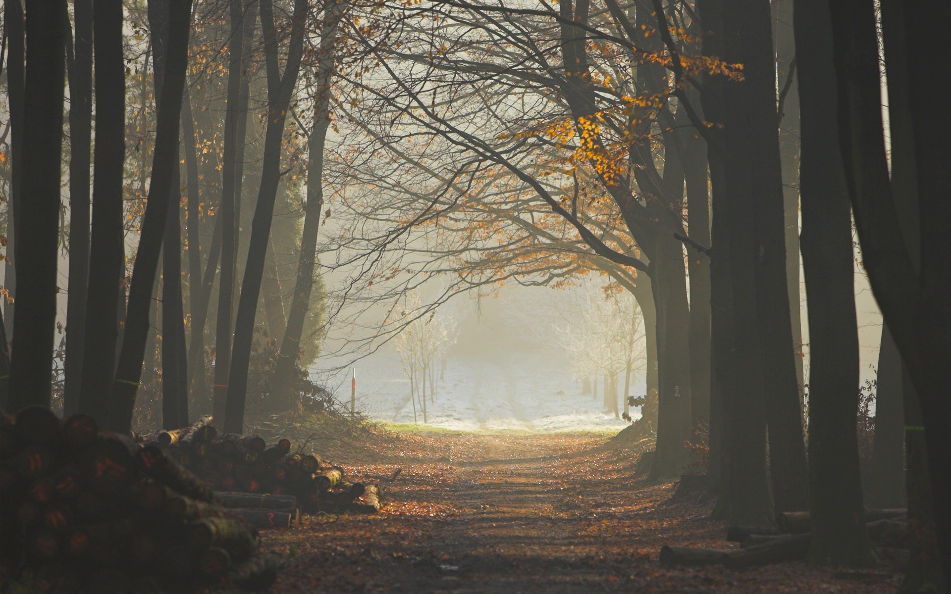 wald nebel bäume weg baumstämme blätter