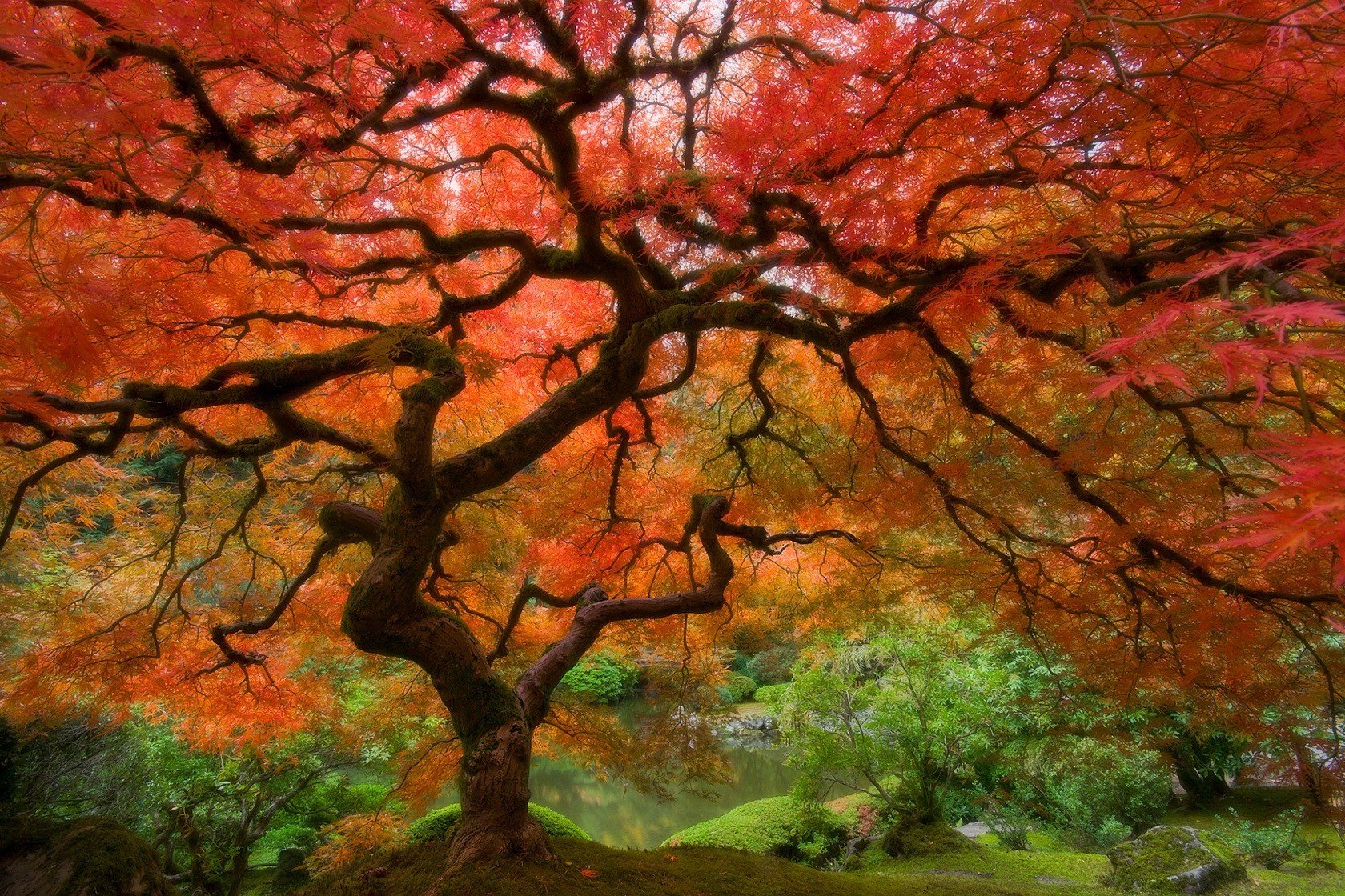 arbre automne feuilles rouge