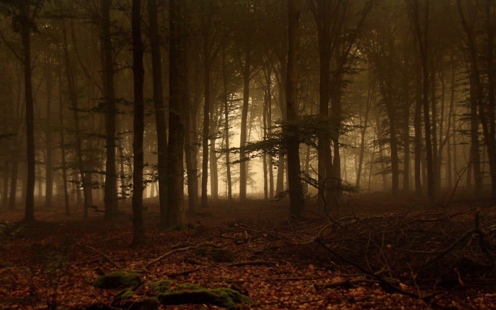 forest tree fog branches leaves mo