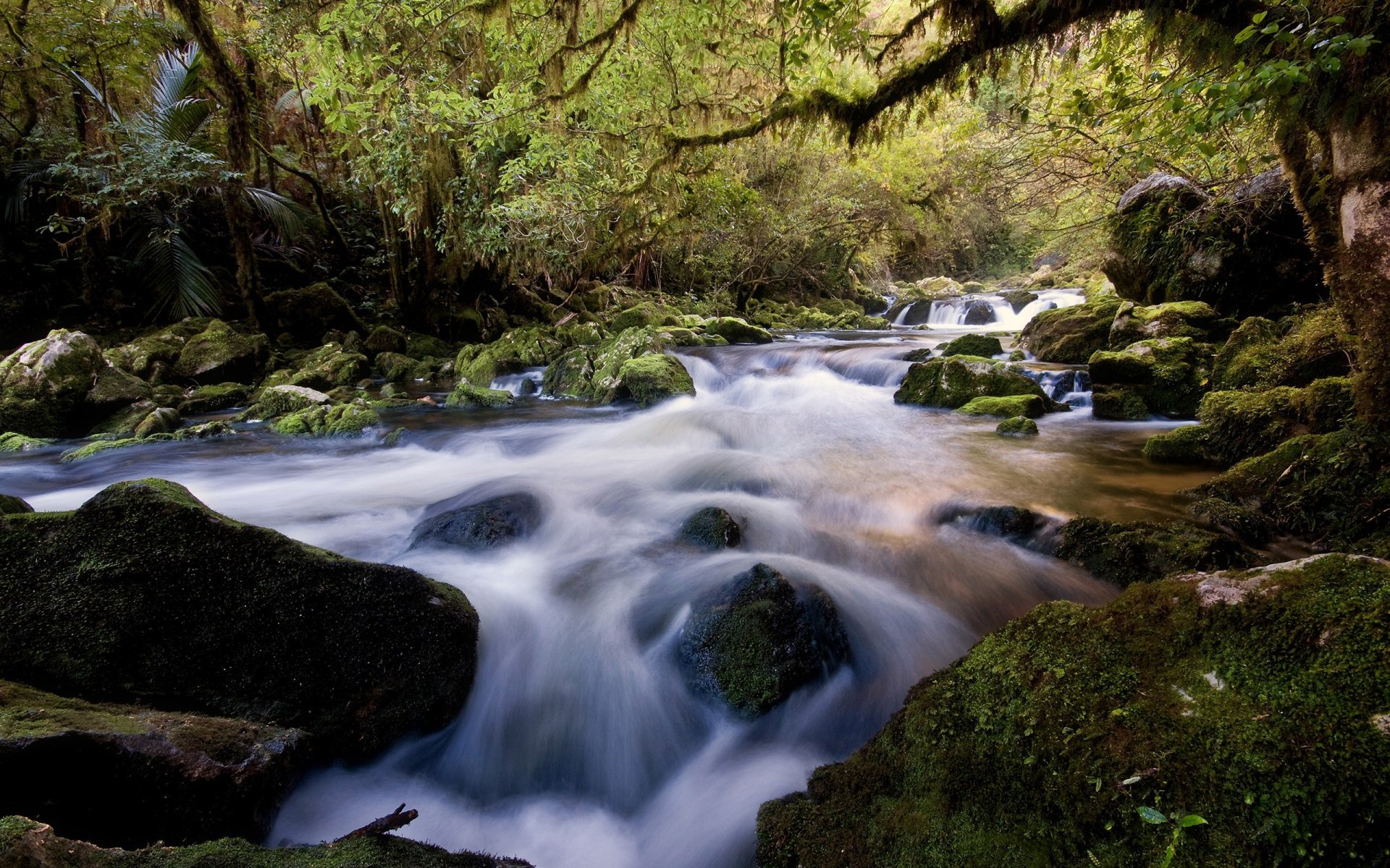 fiume pietre foresta