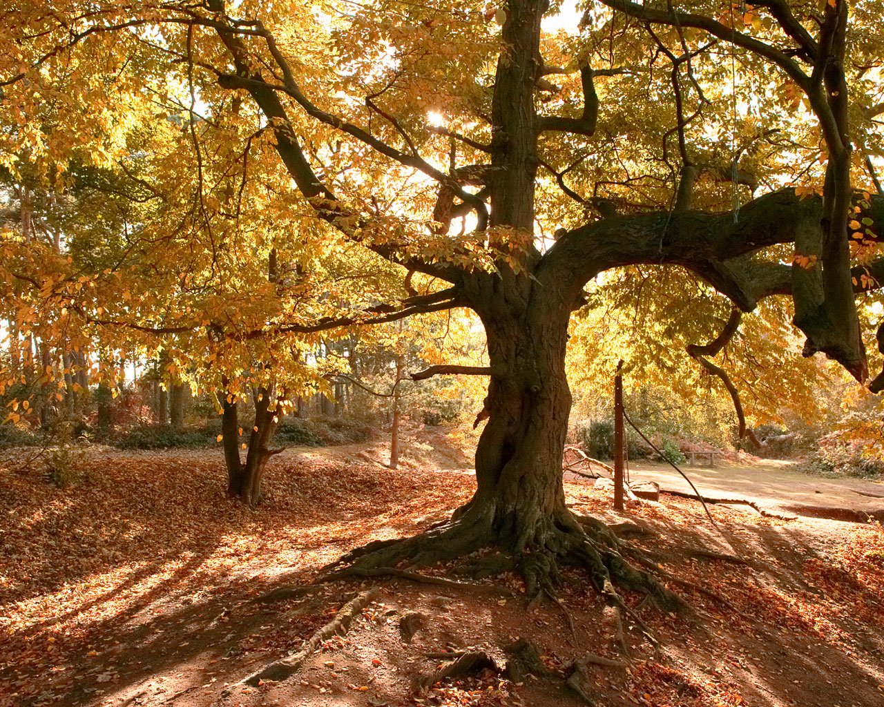 arbre forêt feuilles