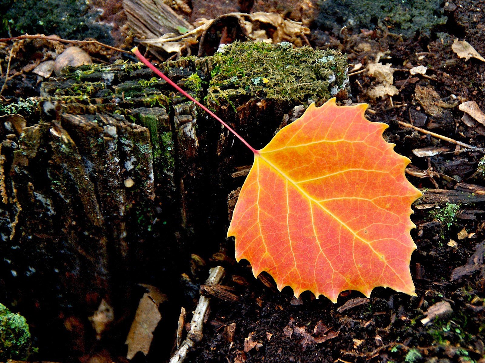 feuille automne