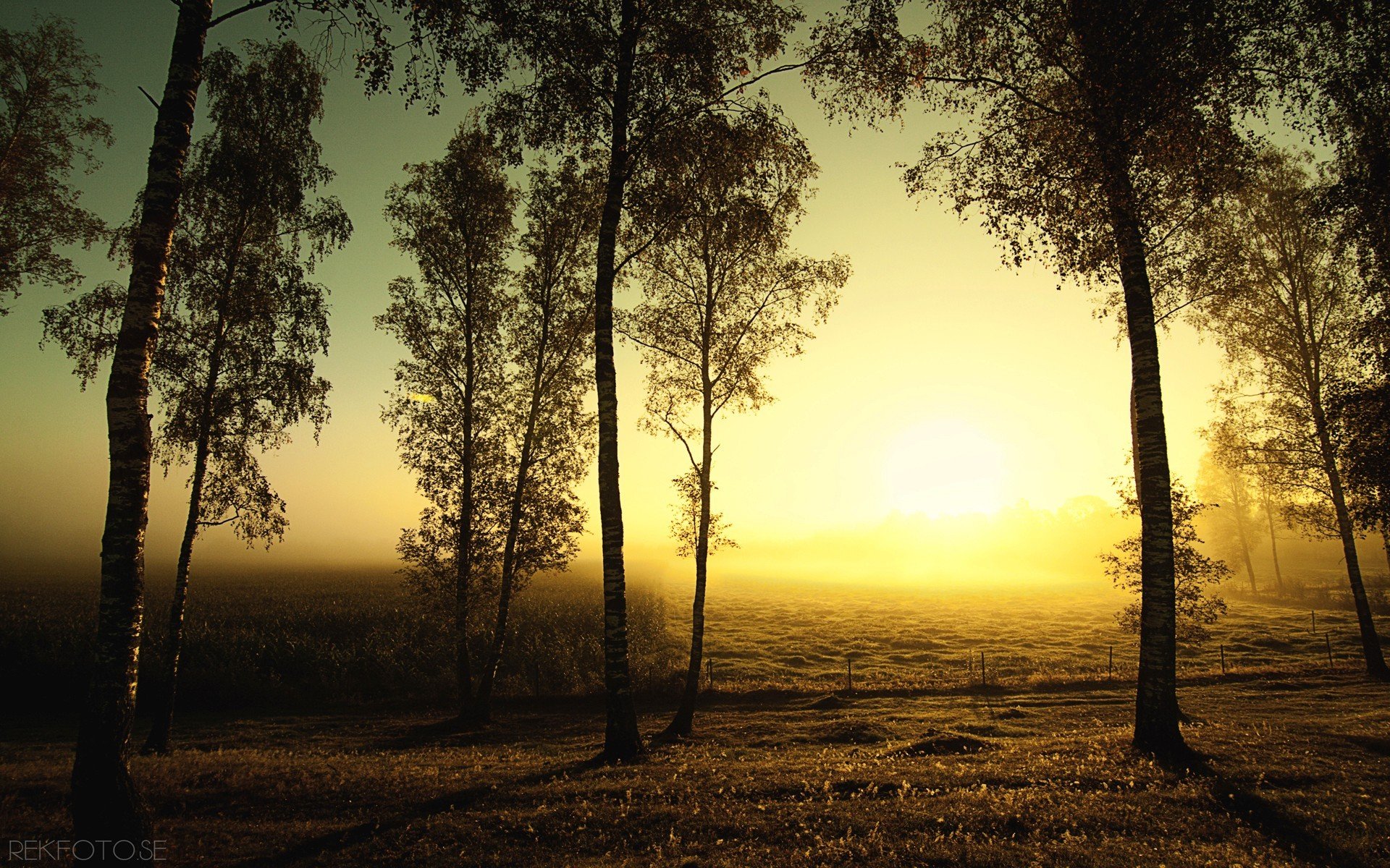 autunno campo betulle sole alberi