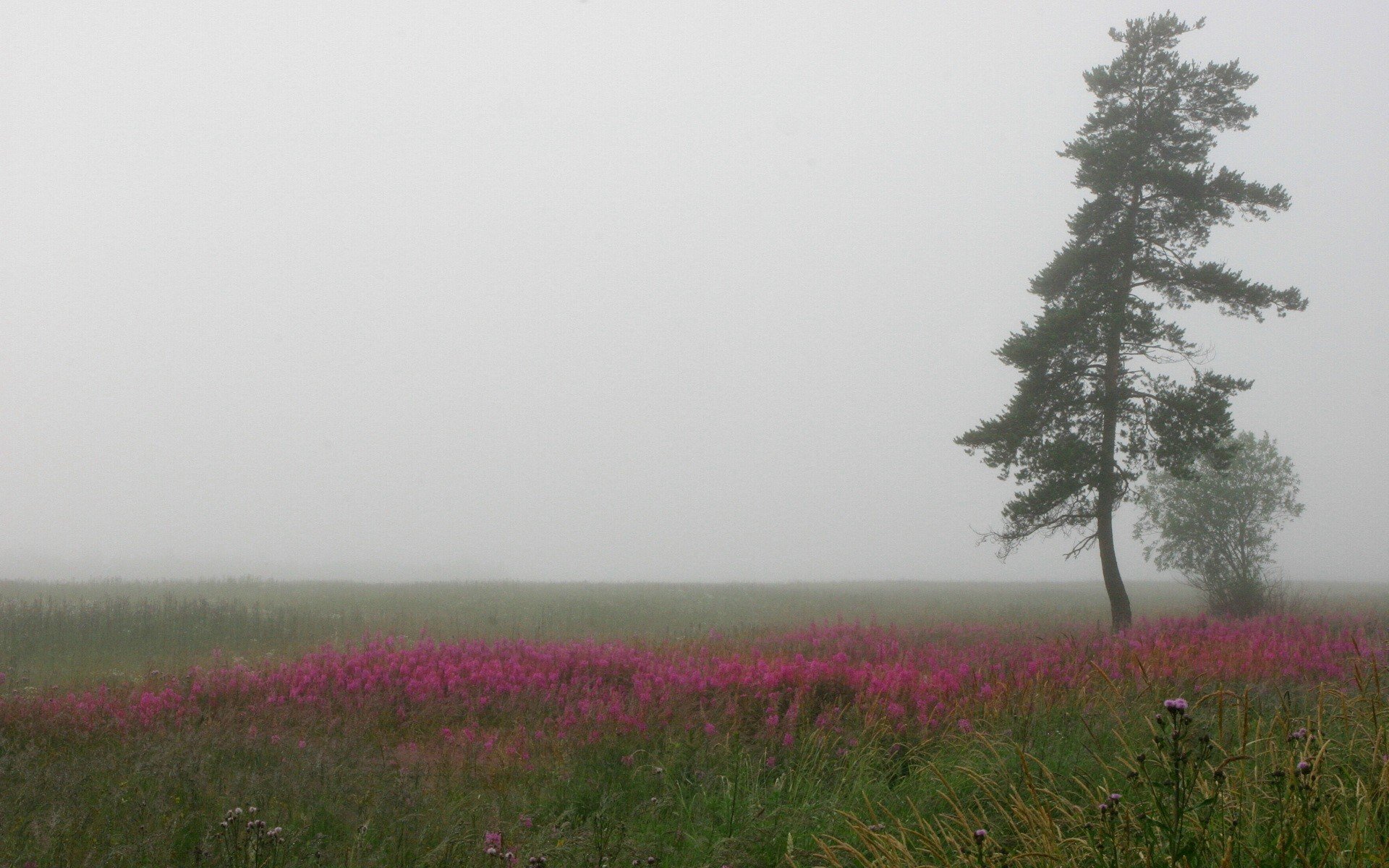 brouillard arbre champ