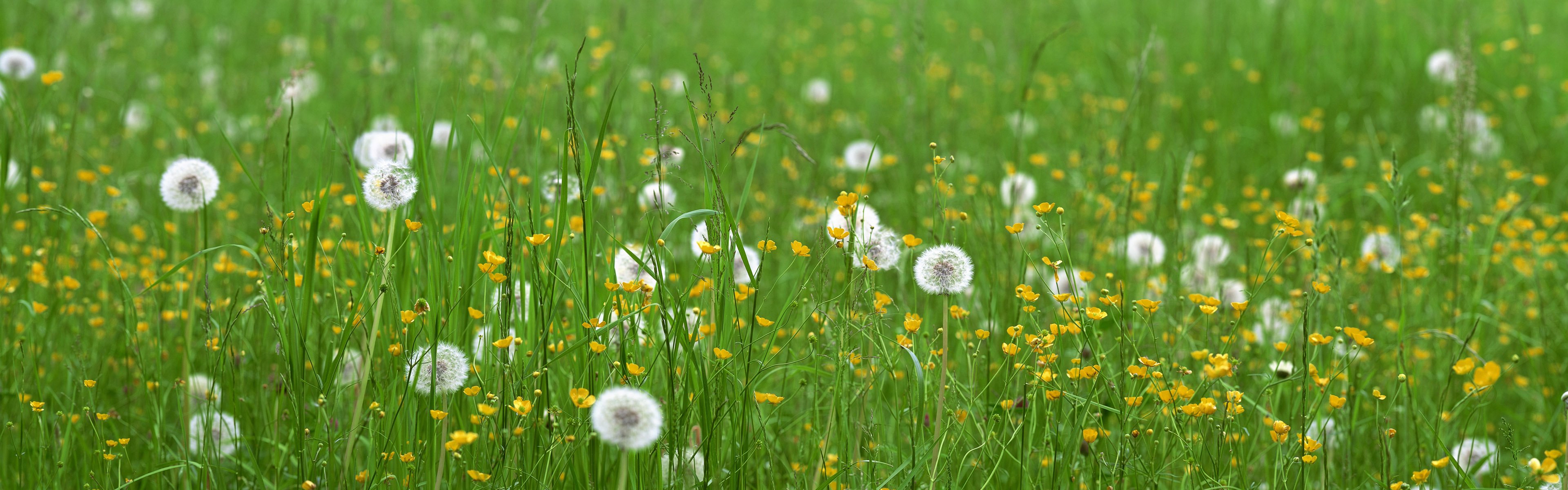 gras löwenzahn blumen feld