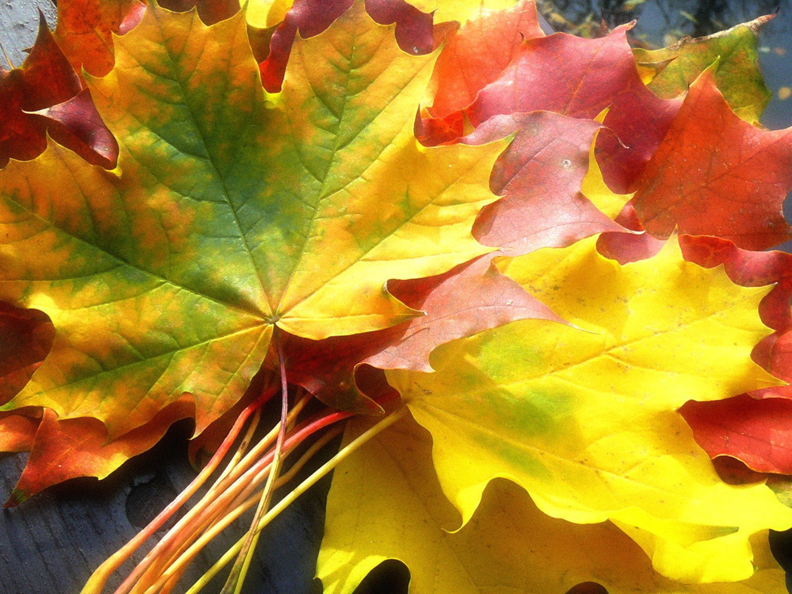 feuilles érable jaune automne