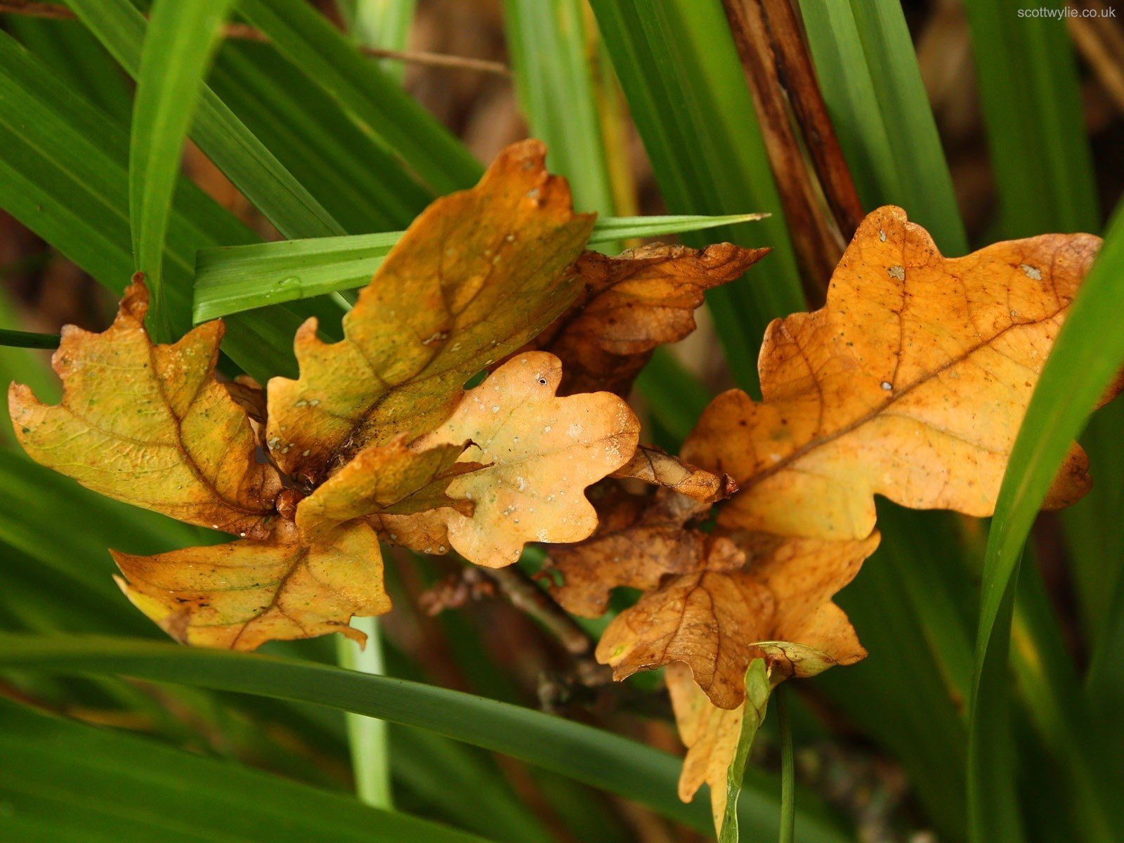 hojas otoño verde